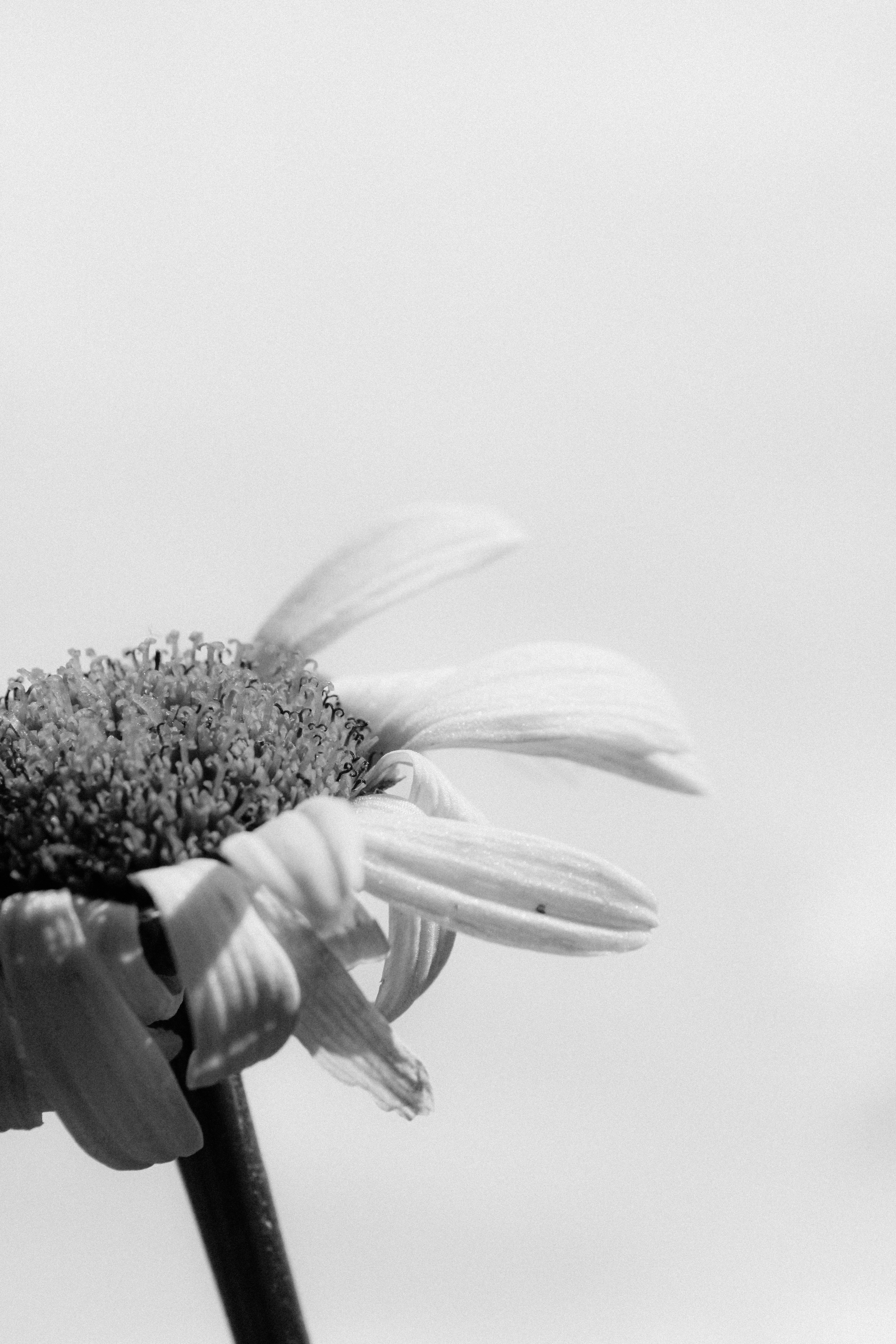 Photo by linusbelanger