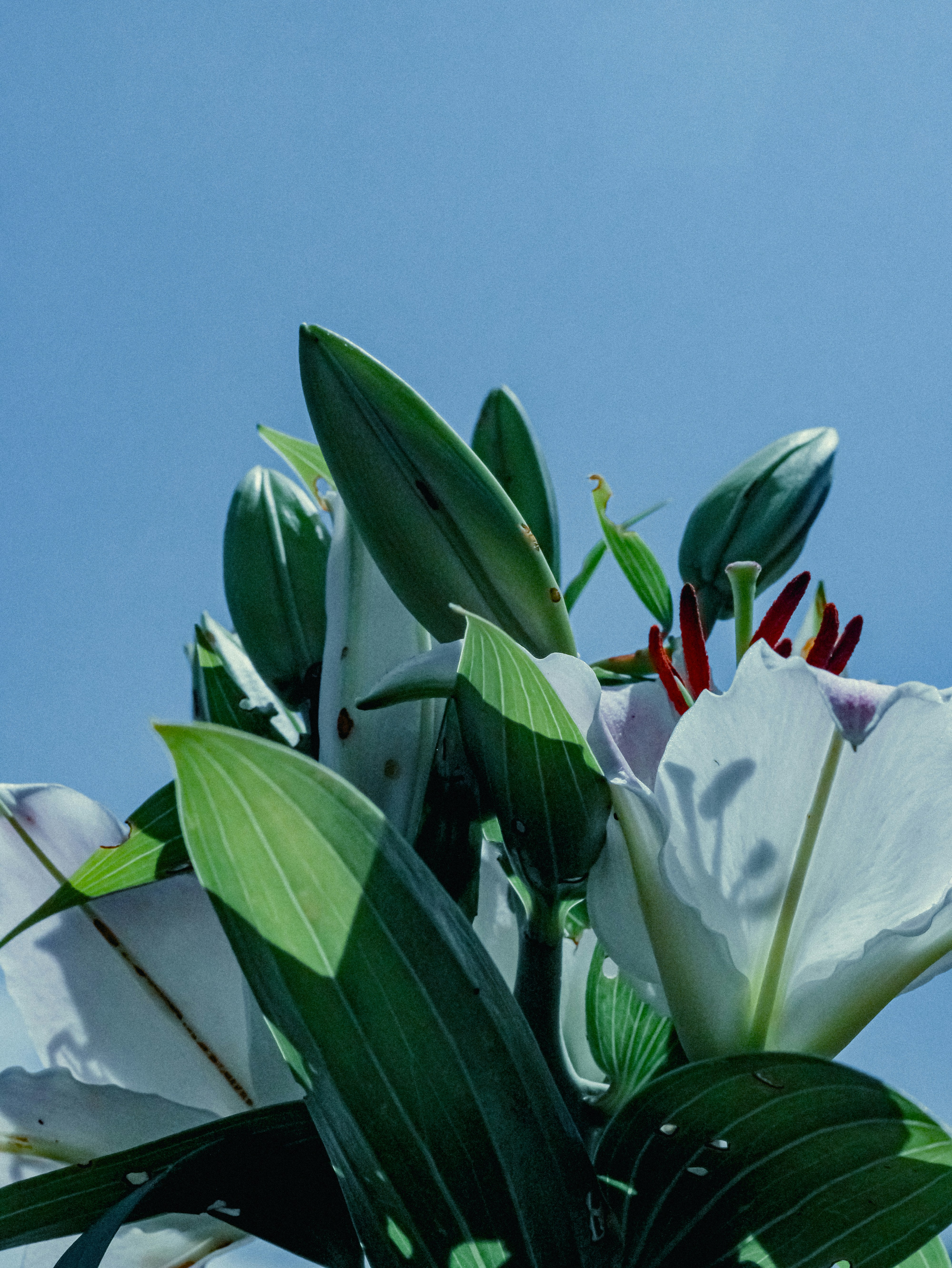 Photo by linusbelanger