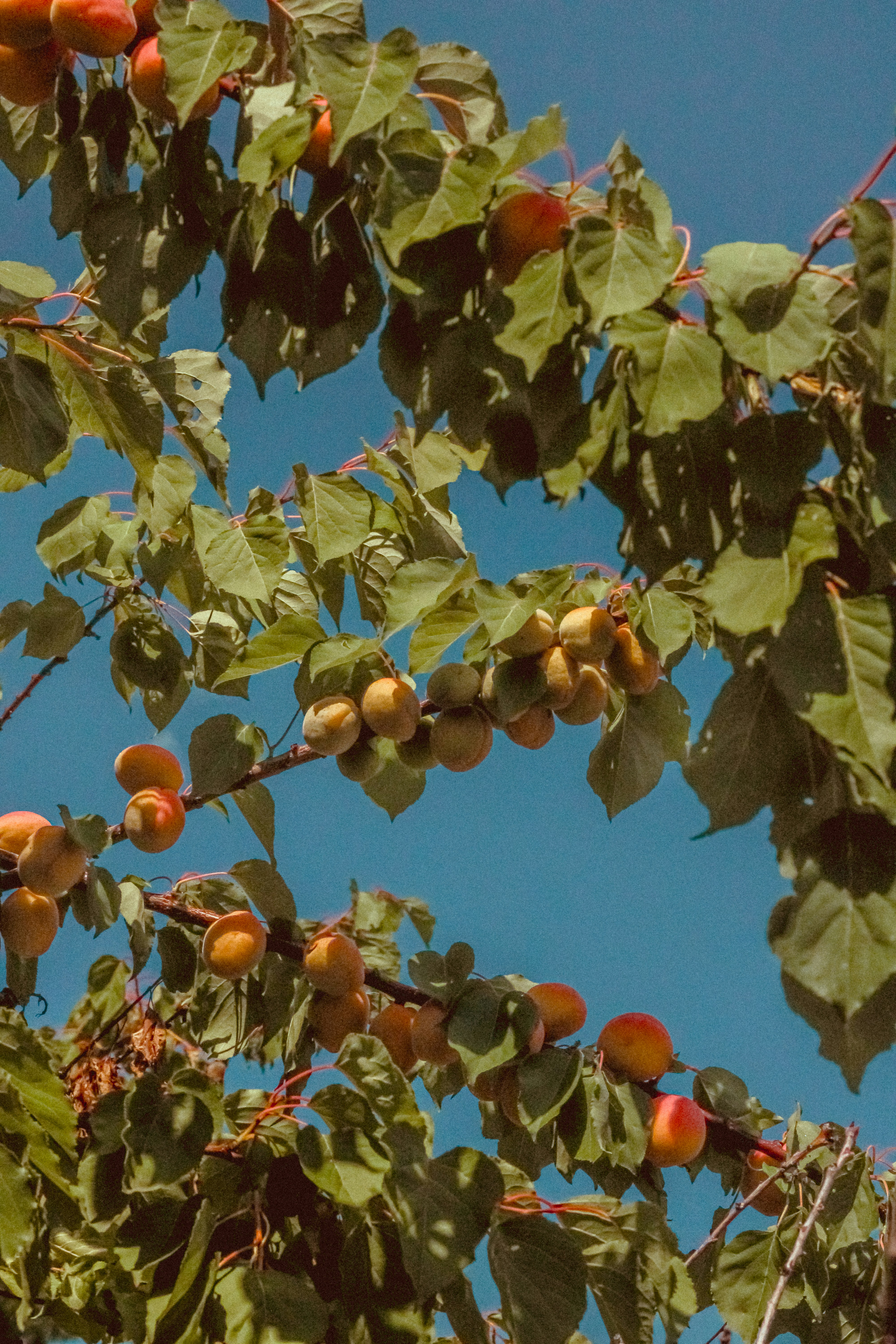 Photo by linusbelanger