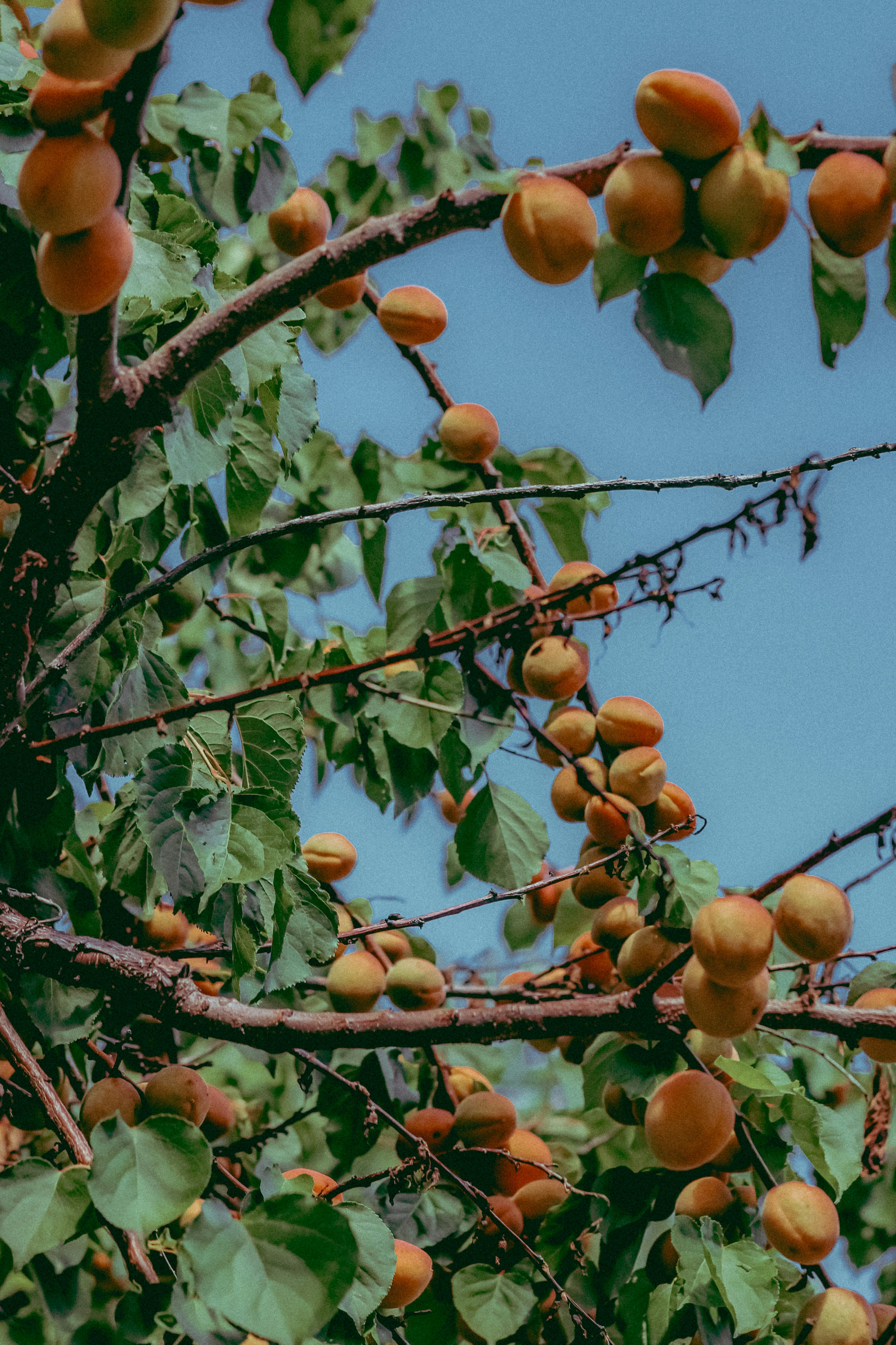 Photo by linusbelanger