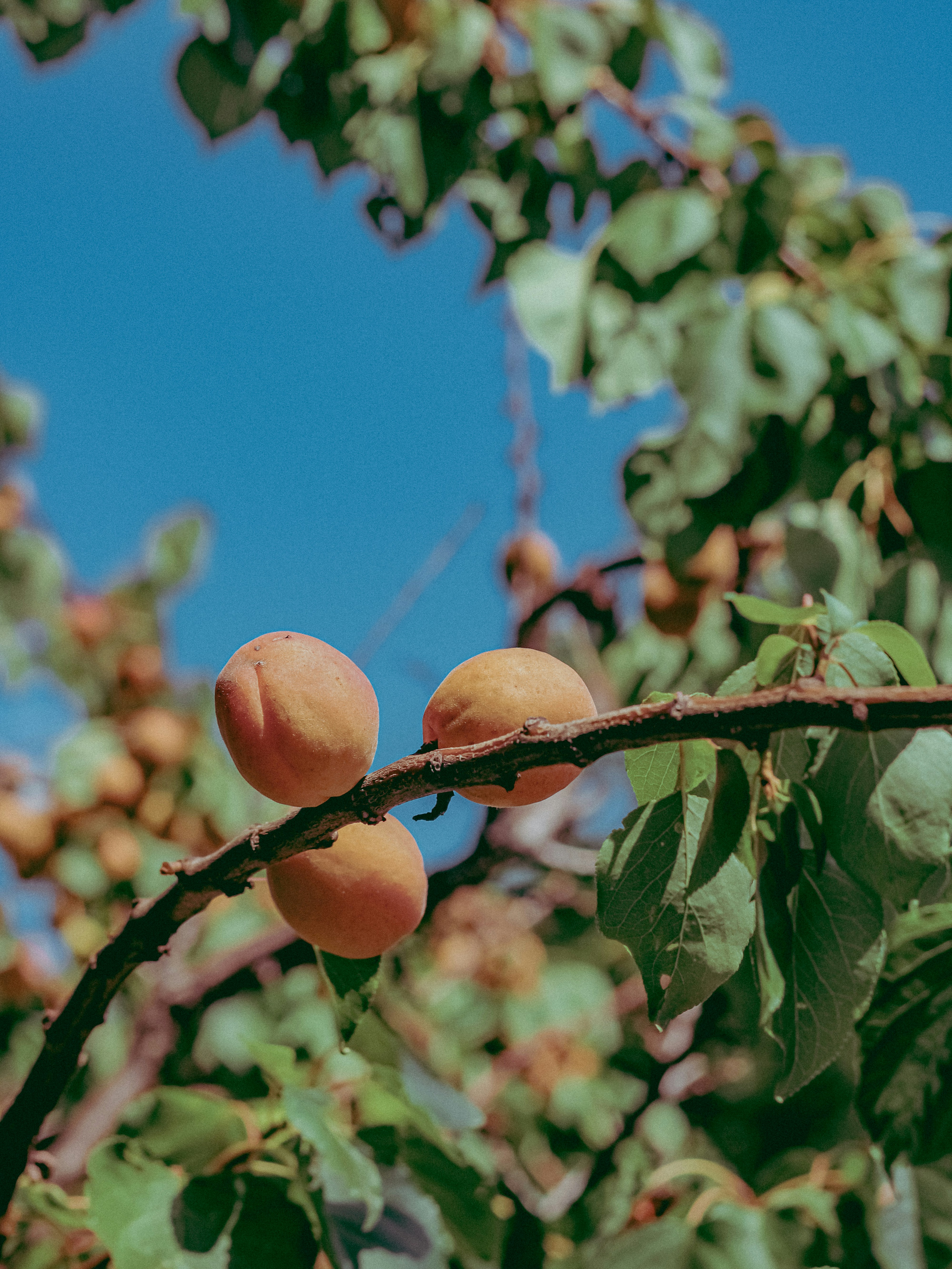 Photo by linusbelanger