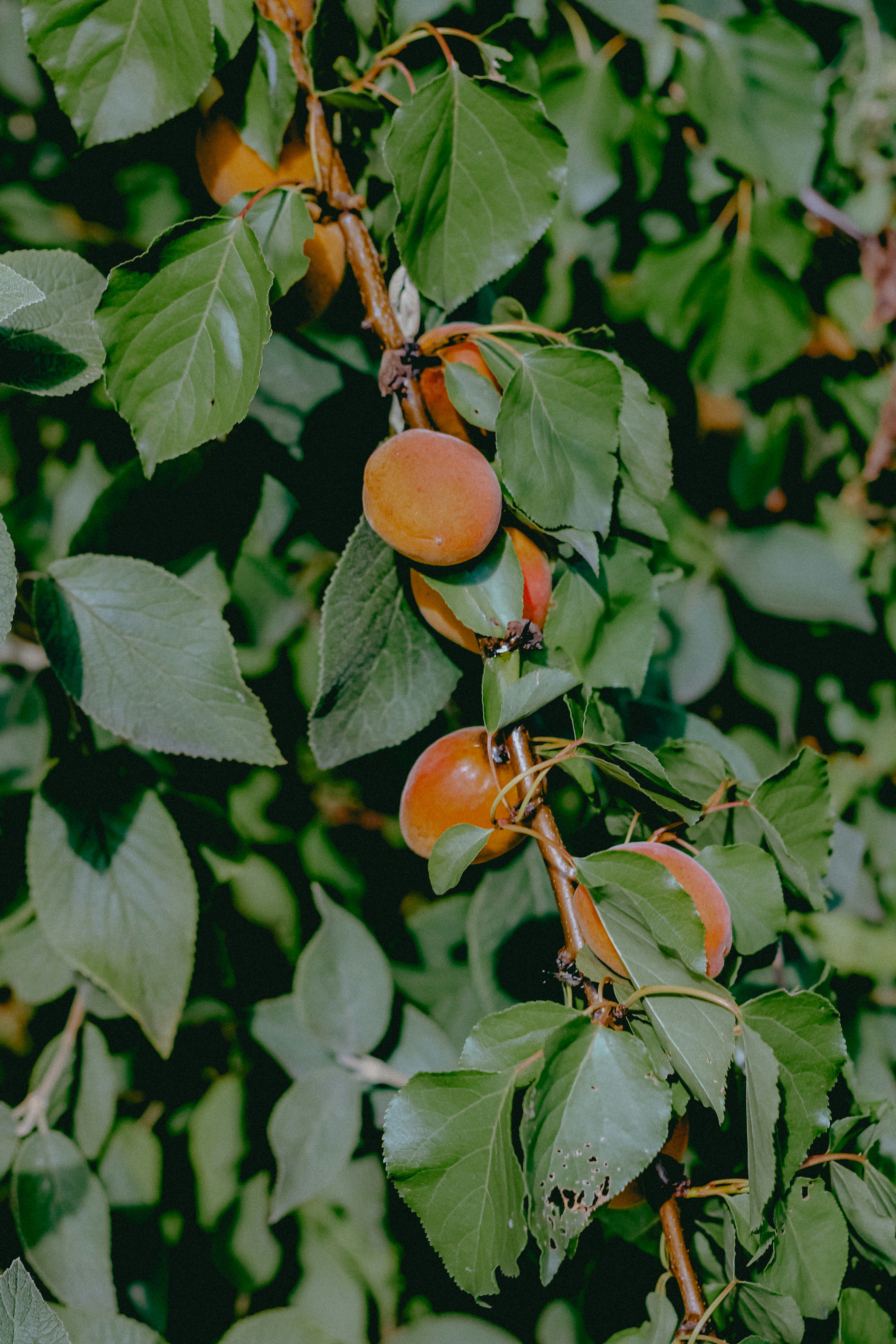 Photo by linusbelanger