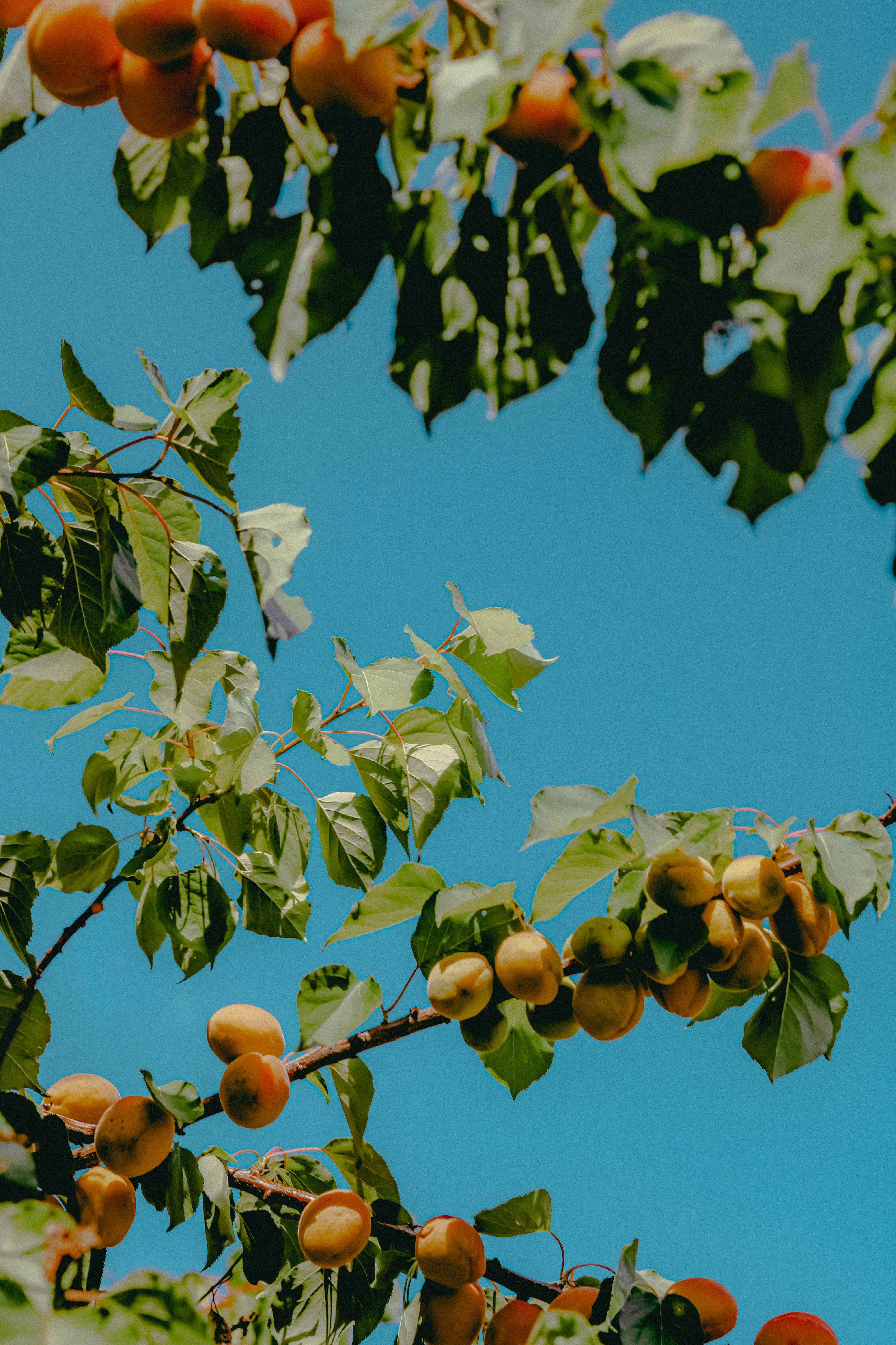 Photo by linusbelanger