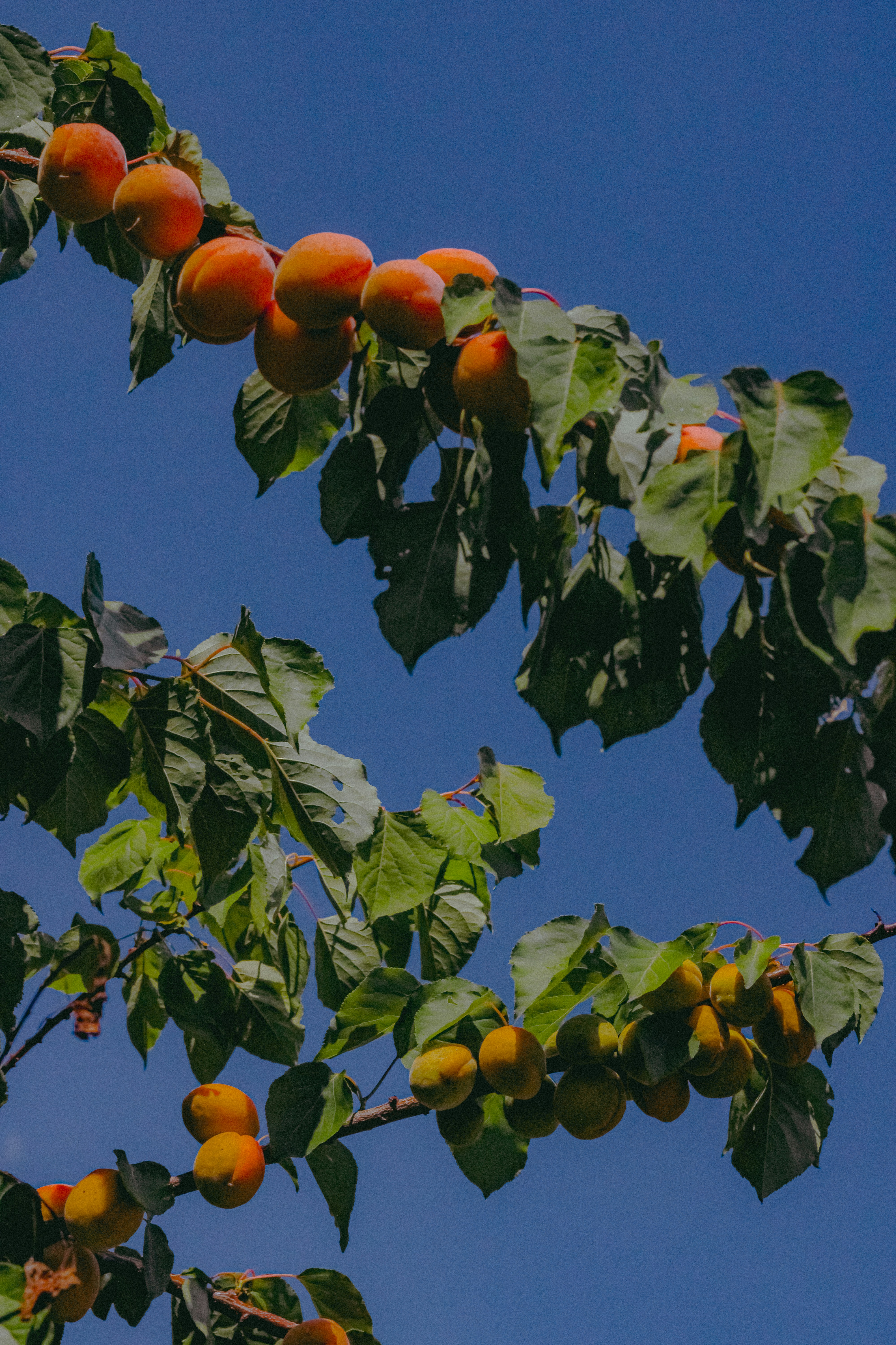 Photo by linusbelanger