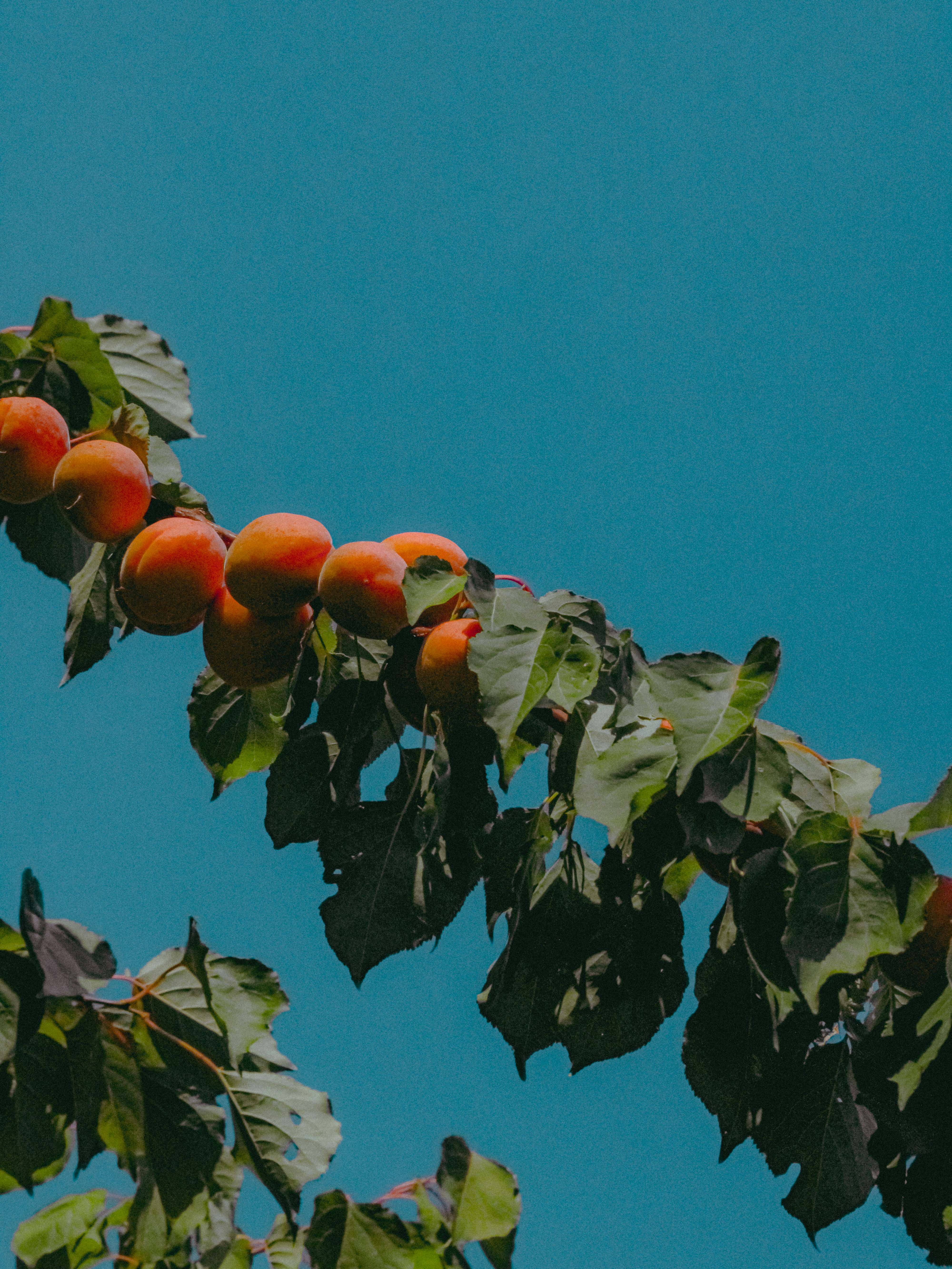 Photo by linusbelanger