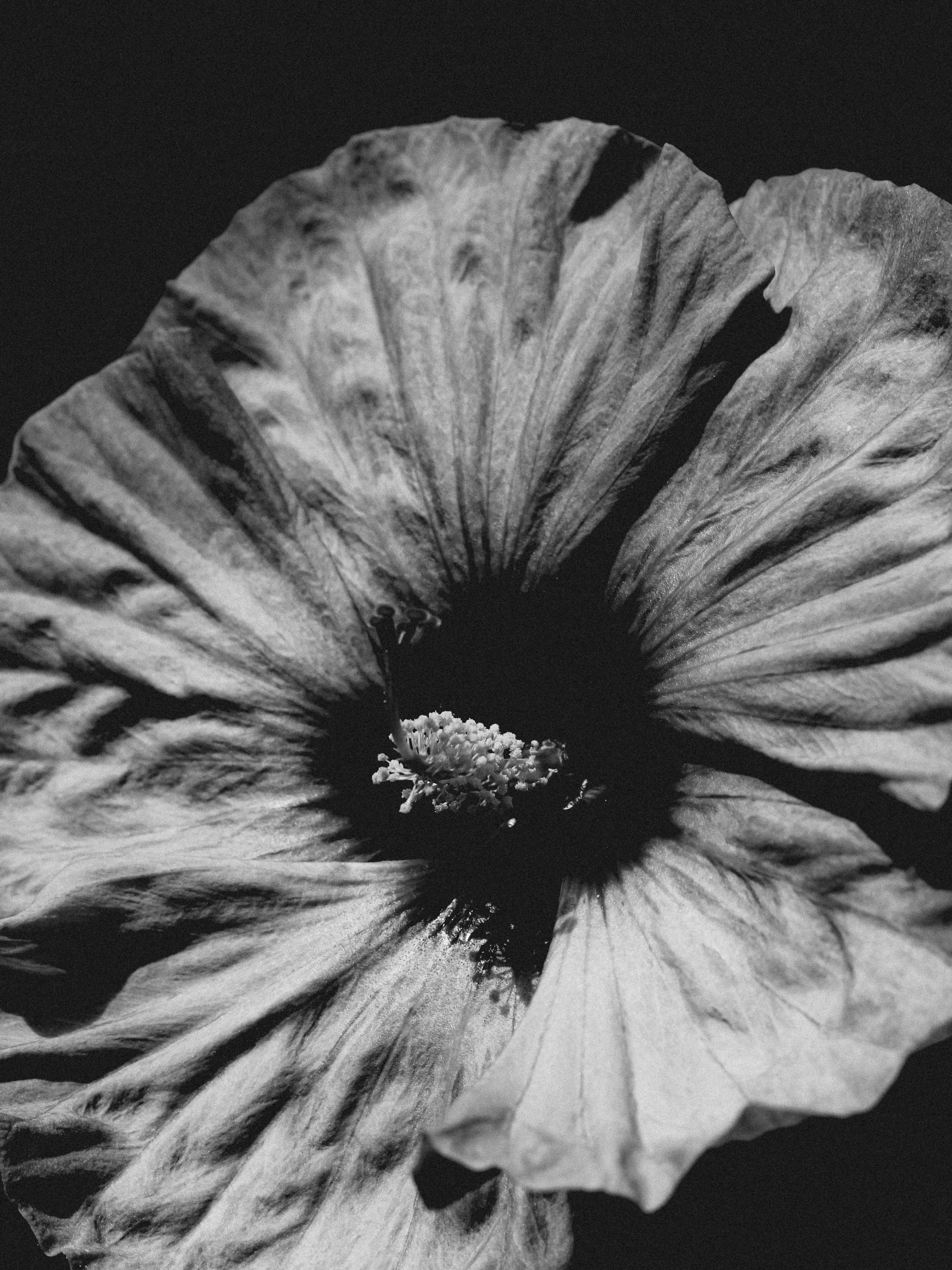 Photo by linusbelanger