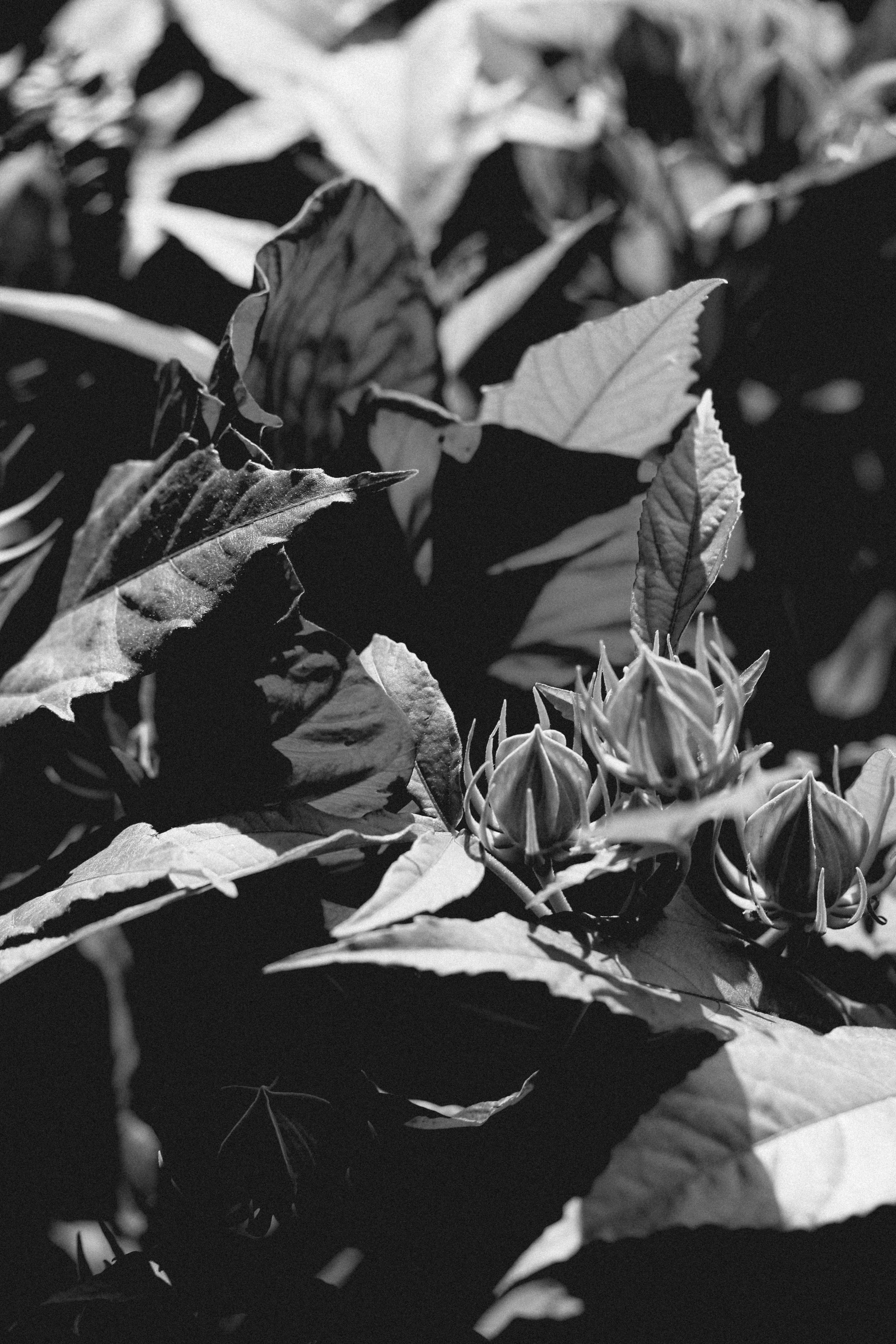 Photo by linusbelanger