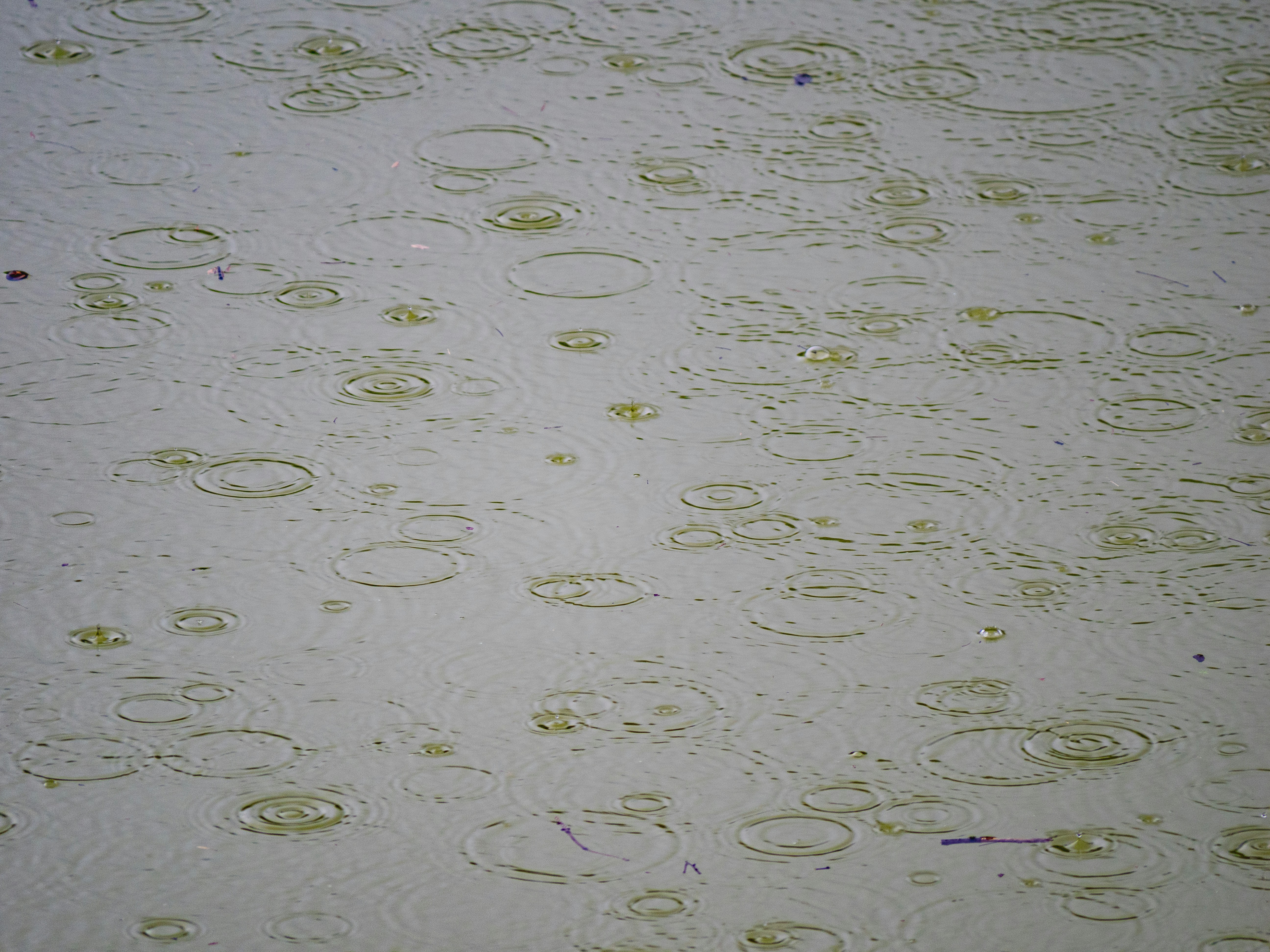 Photo by gopitri_prem