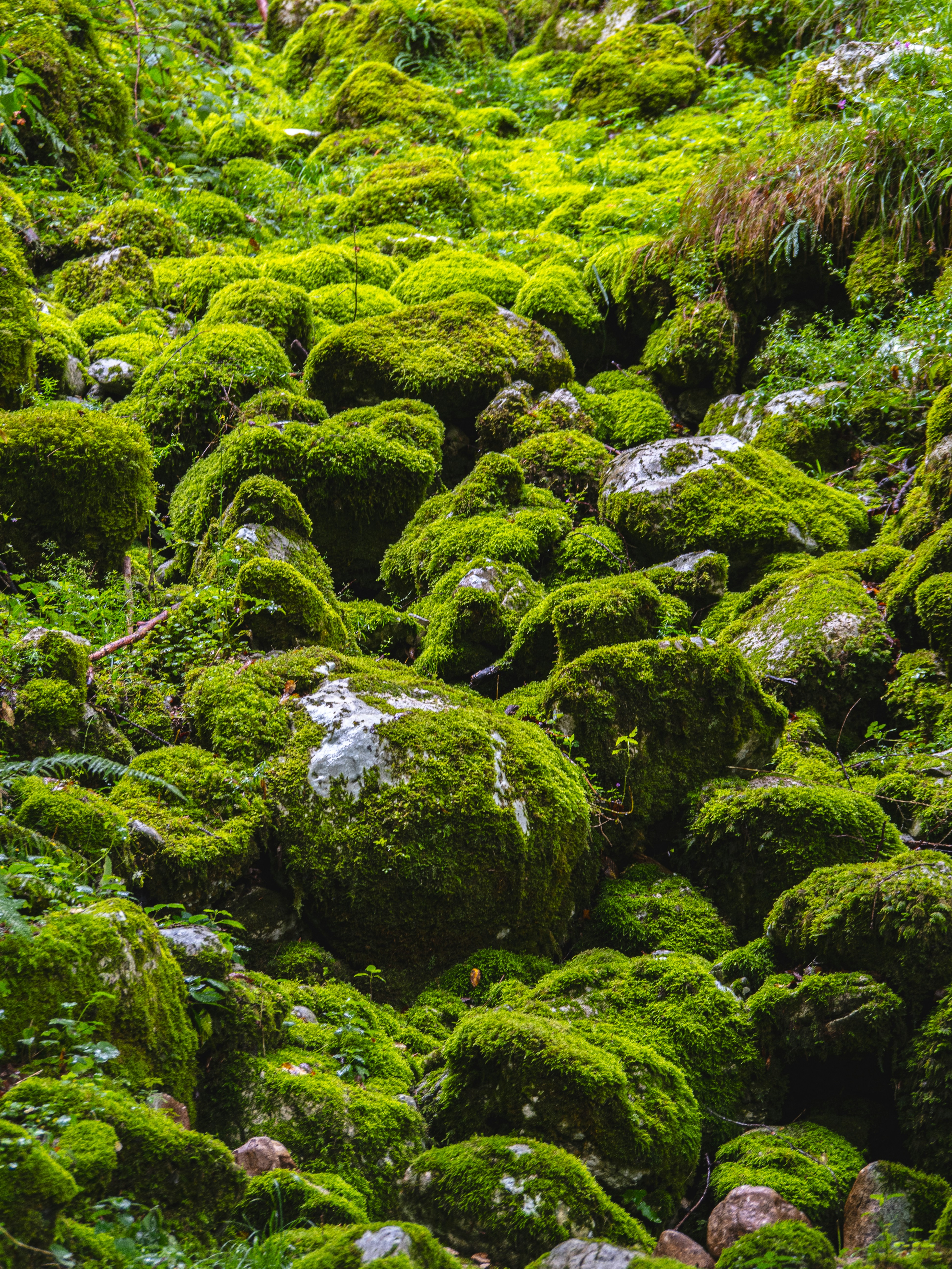 Photo by gopitri_prem