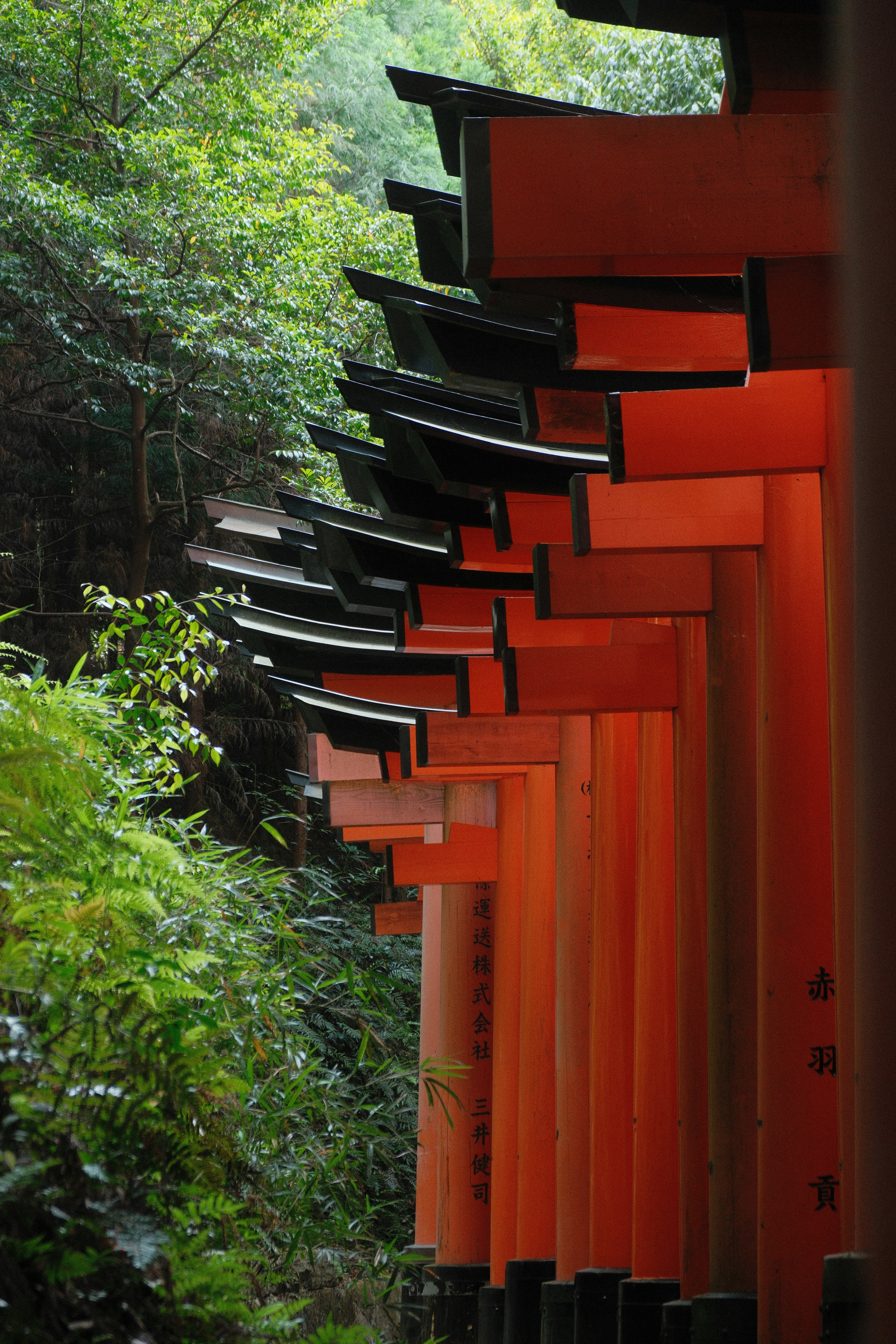 洋書〉増補版 KYOTO the forest within the gate 洋書〉増補版 KYOTO