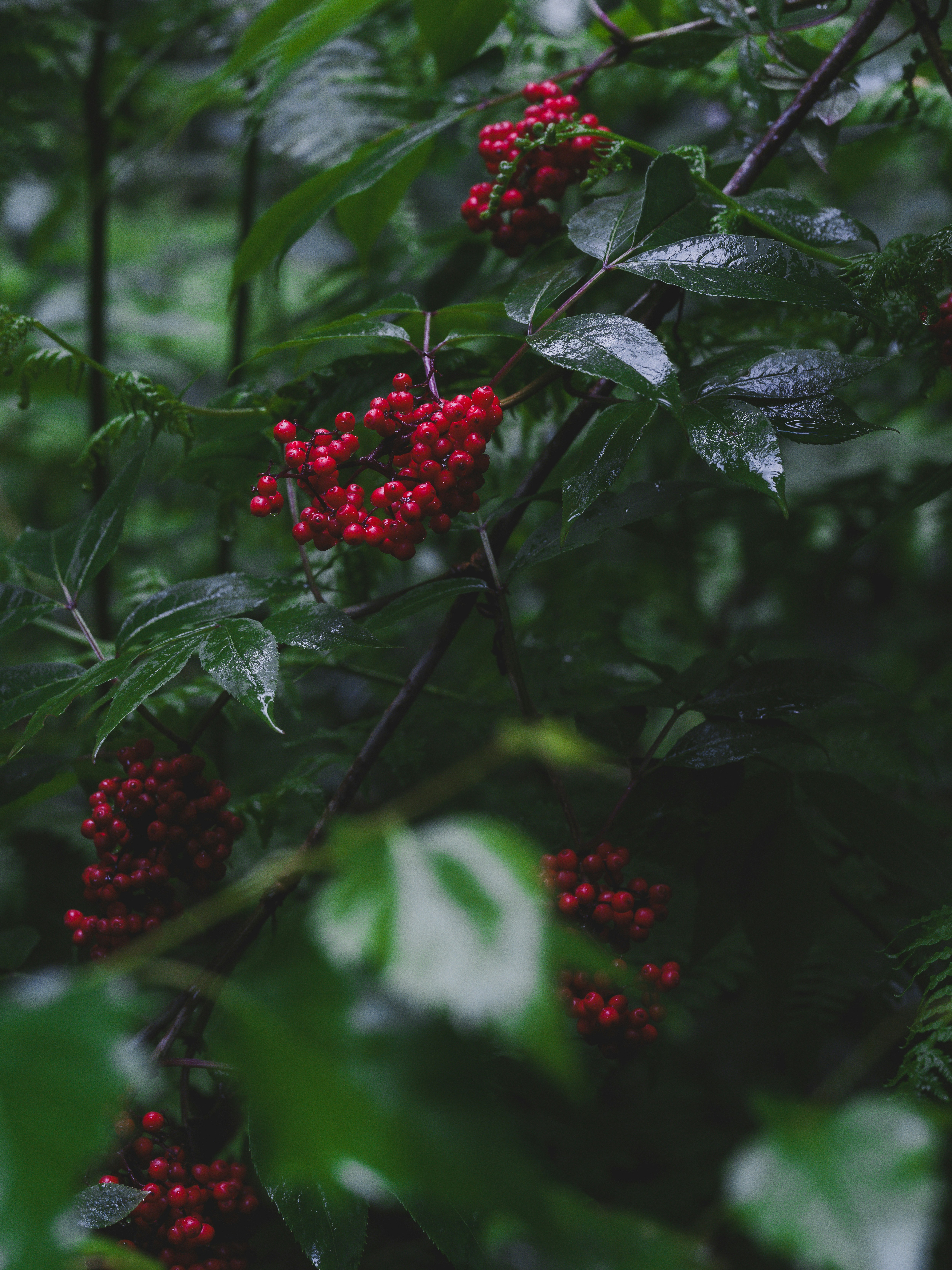 Photo by haberdoedas