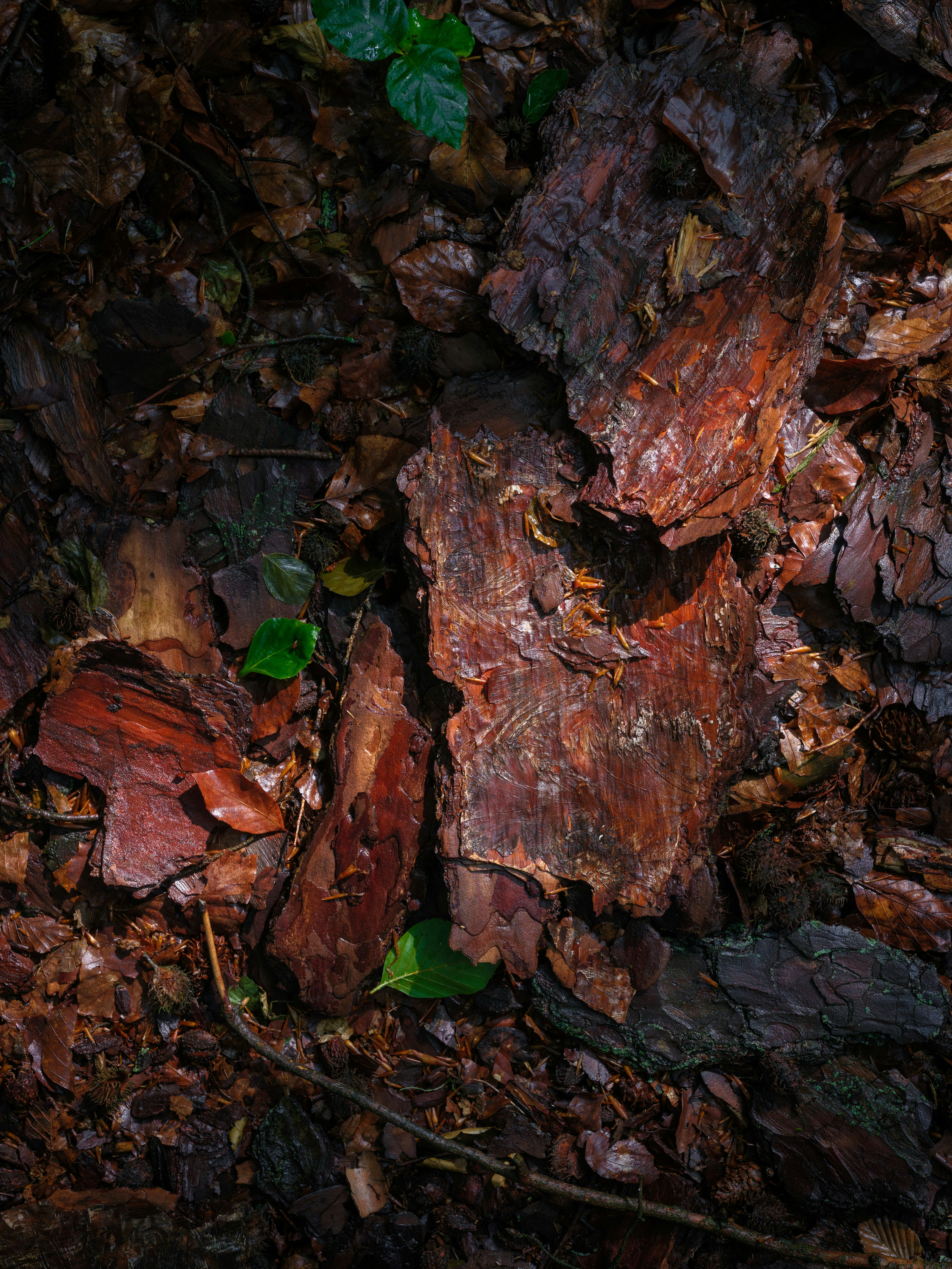 Photo by haberdoedas