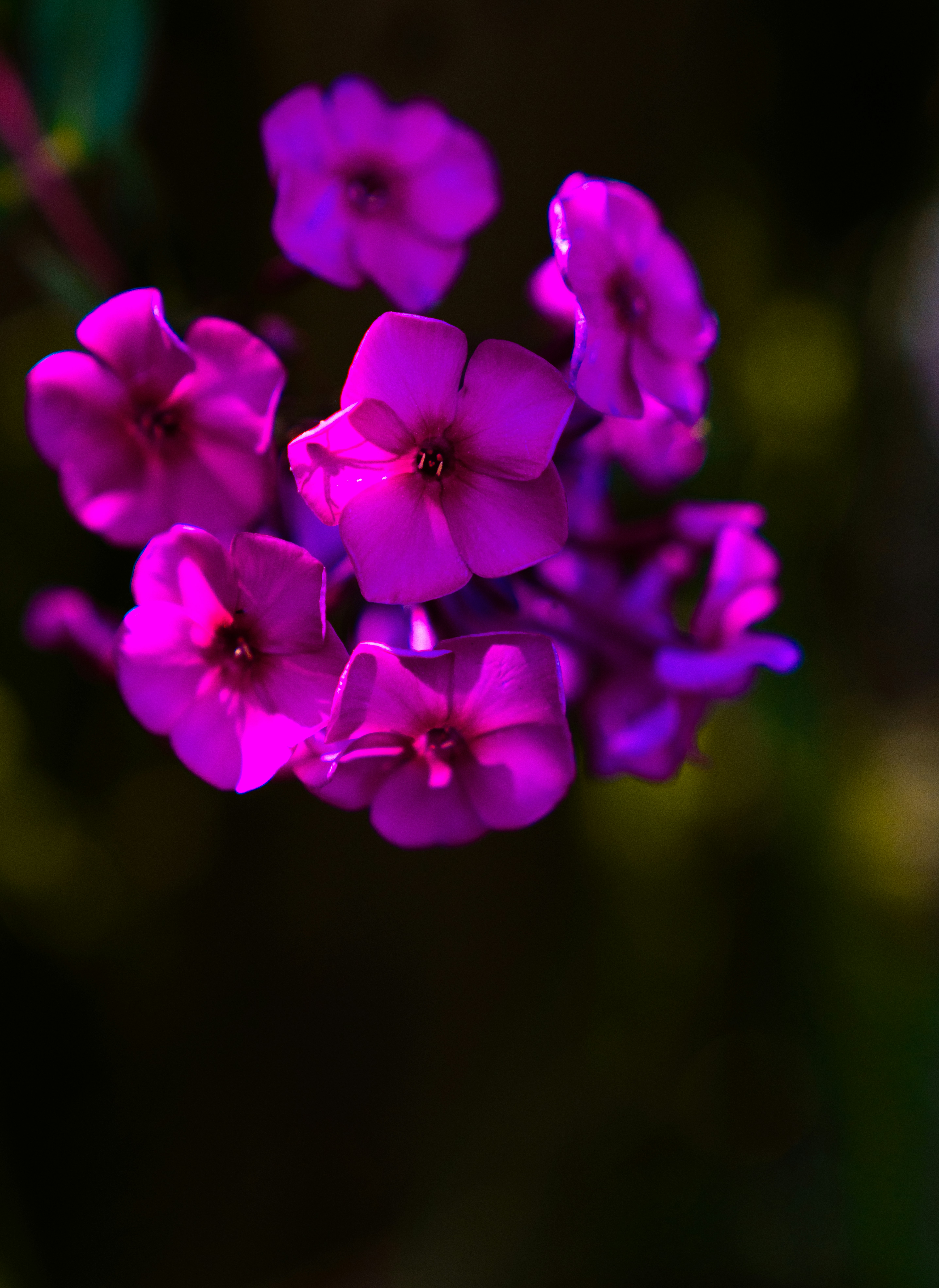 Photo by hellaren