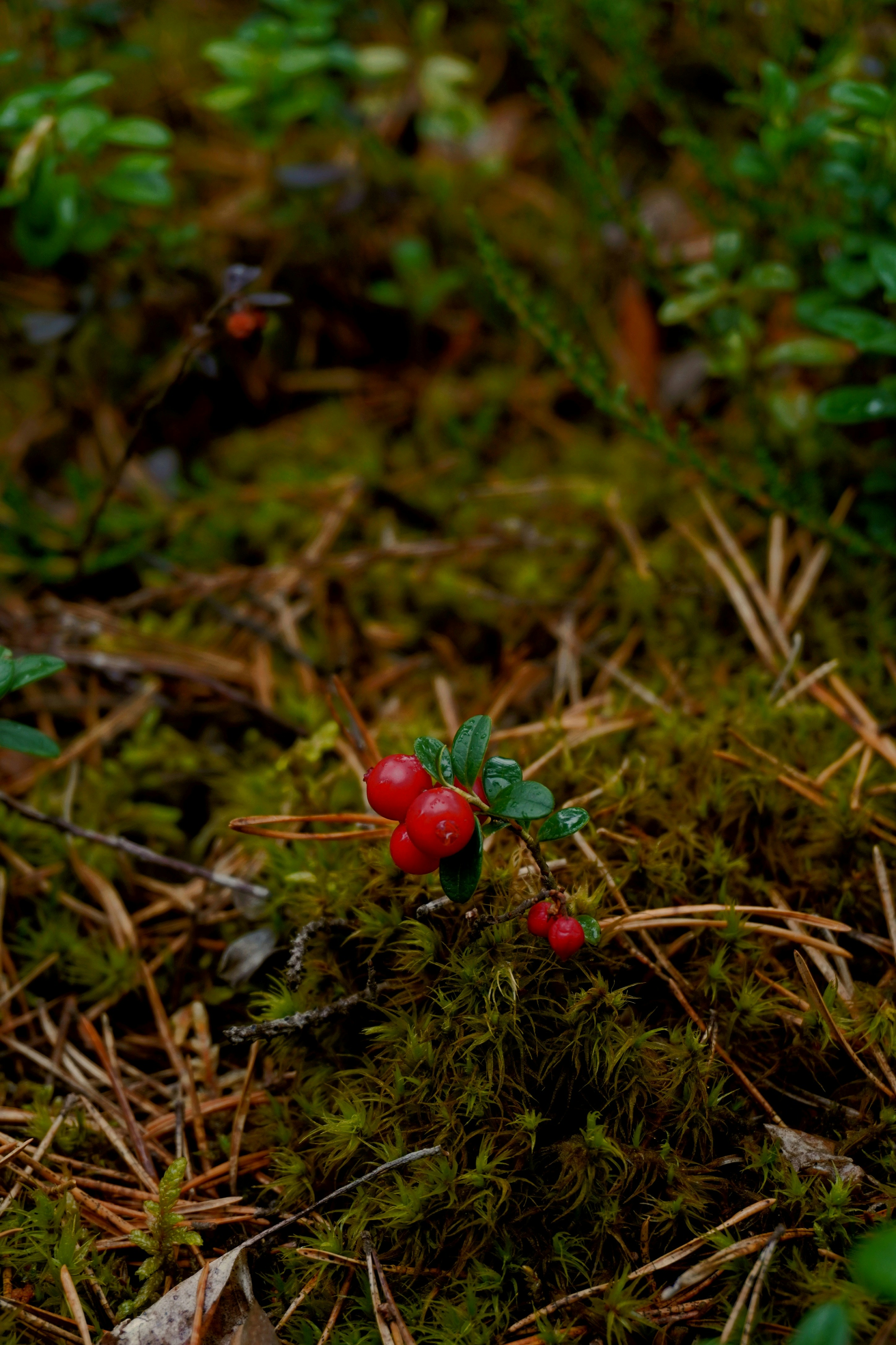 Photo by photographydamiankokot