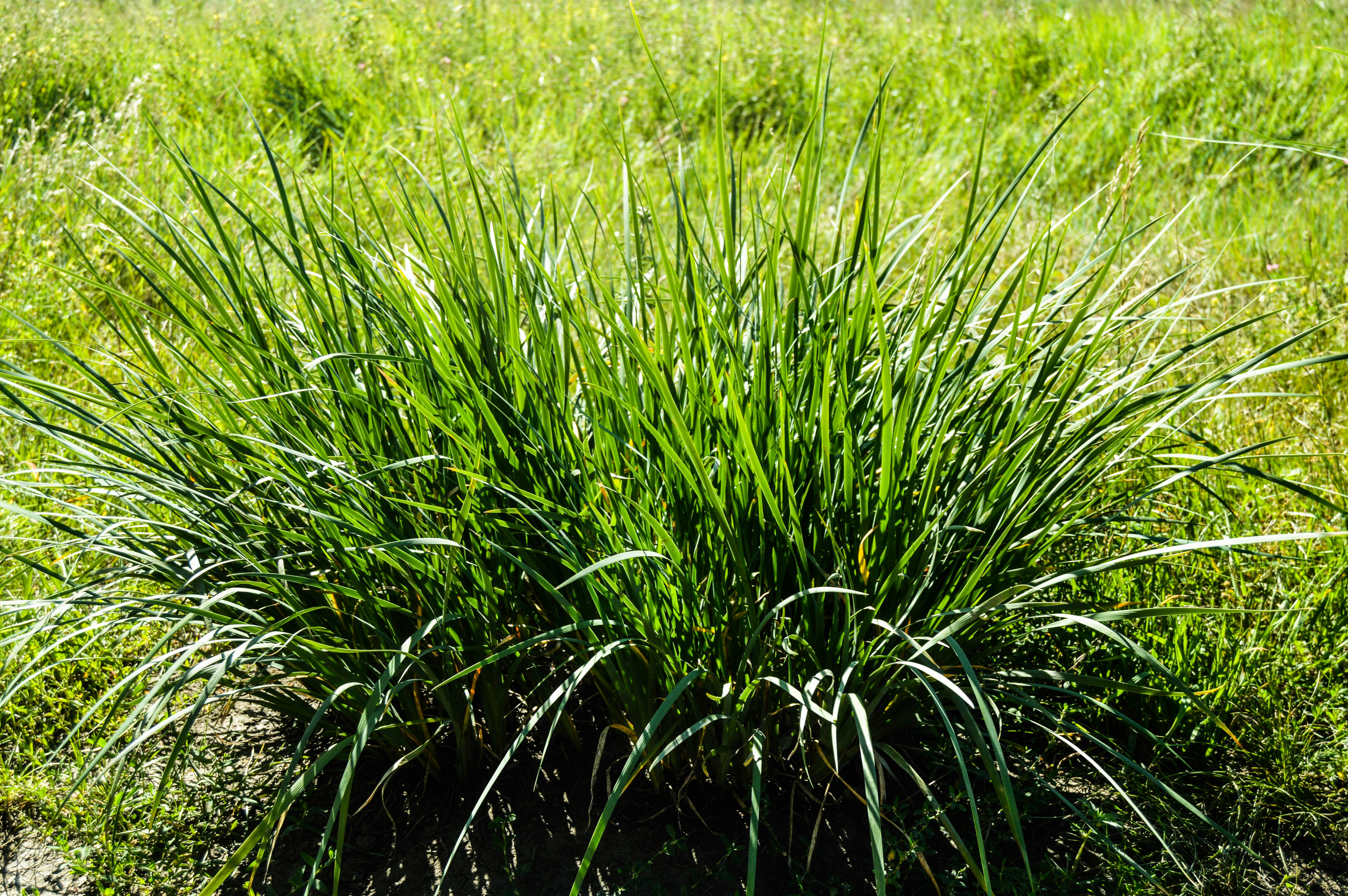 Vetiver: Why This Smoky Haitian Root Is the Backbone of Spring's Most Unexpected Trend