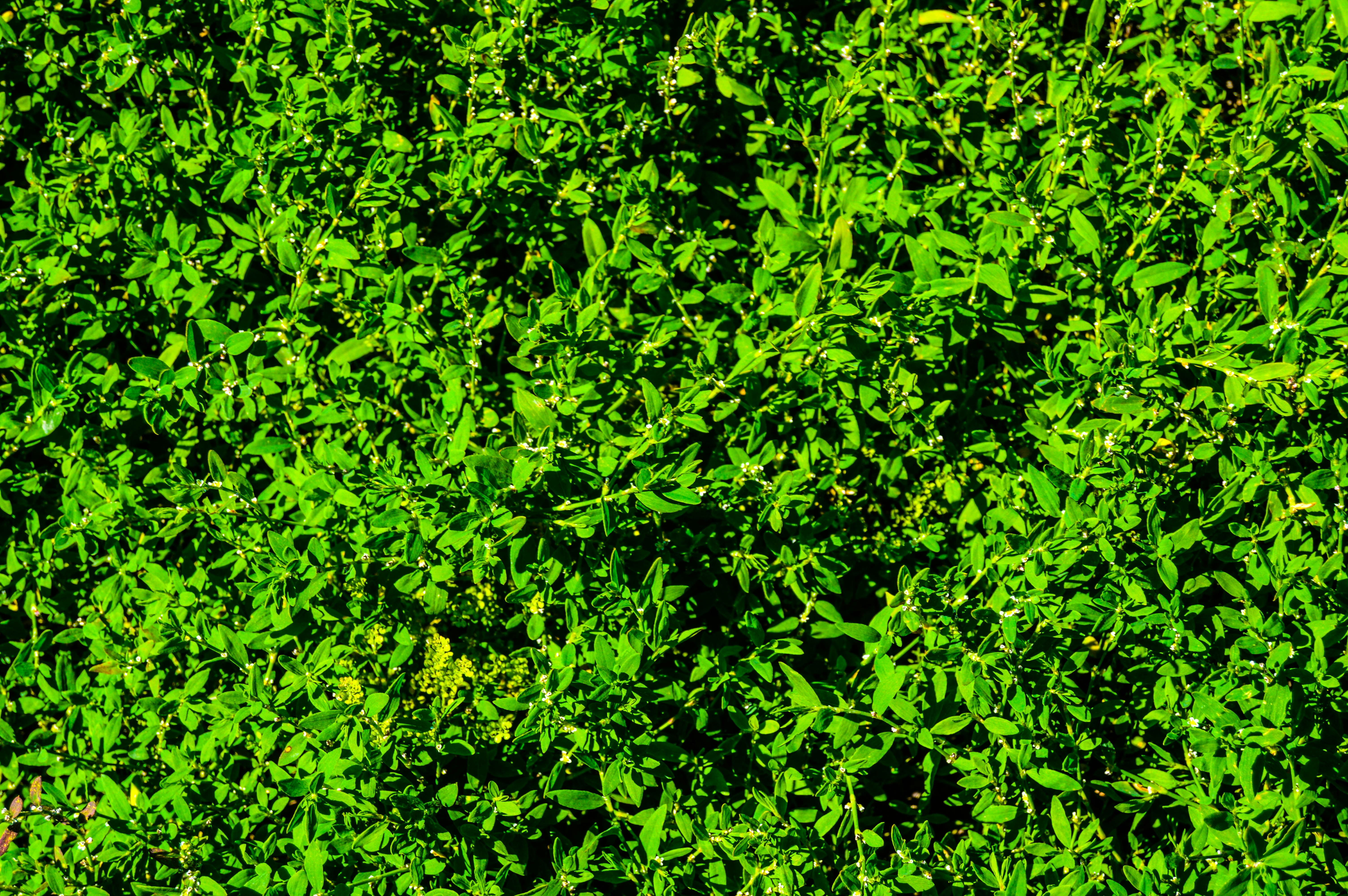 A close-up view of lush, green foliage.