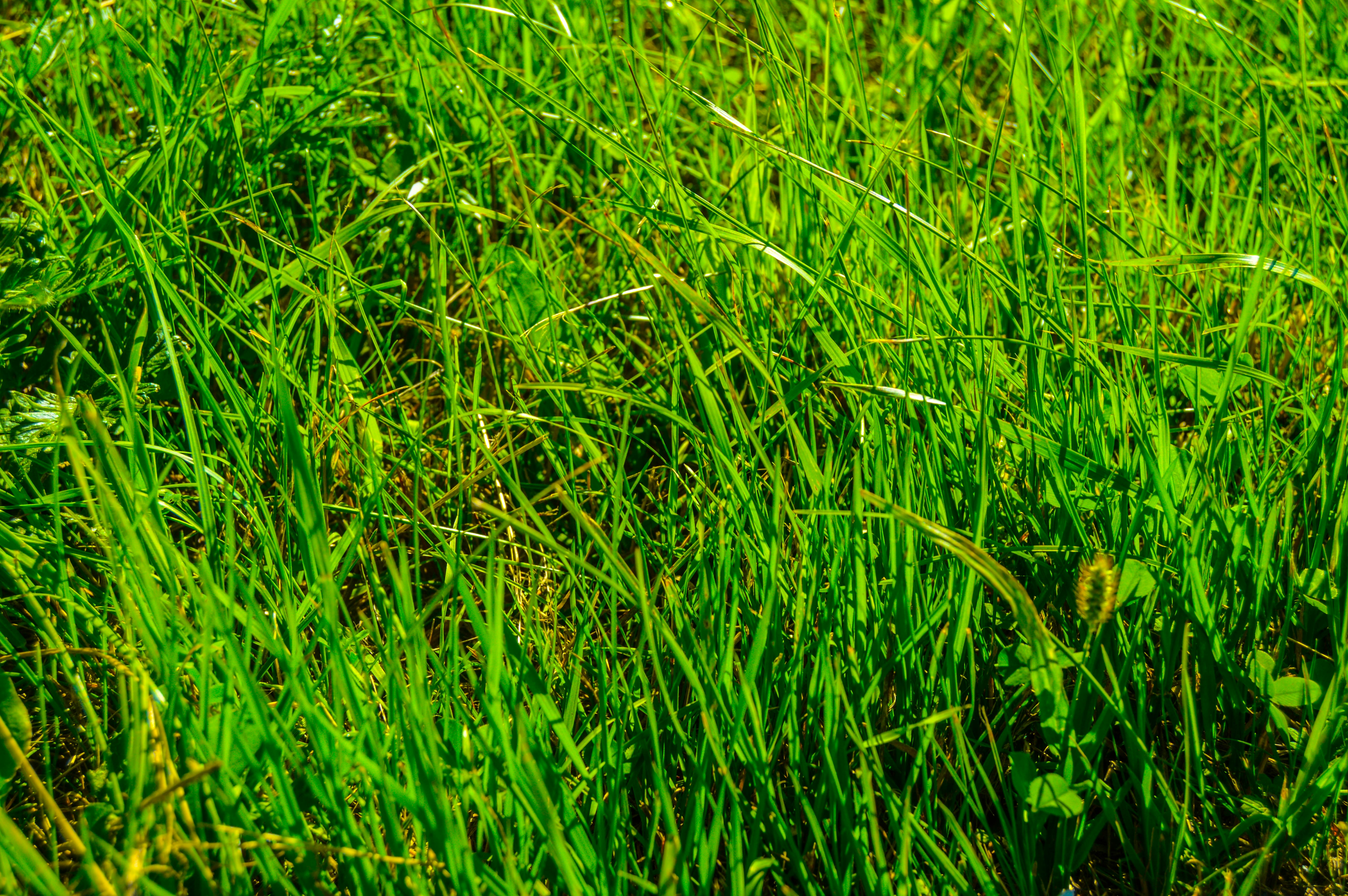 Os Benefícios do Funcho para Alívio de Cólicas: Uma Solução Natural e Eficaz