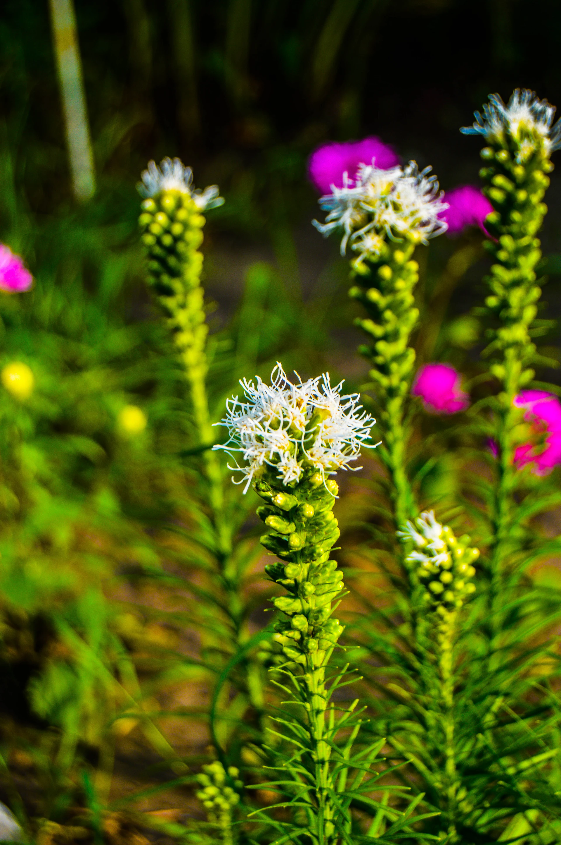 White flowers bloom in a garden setting.