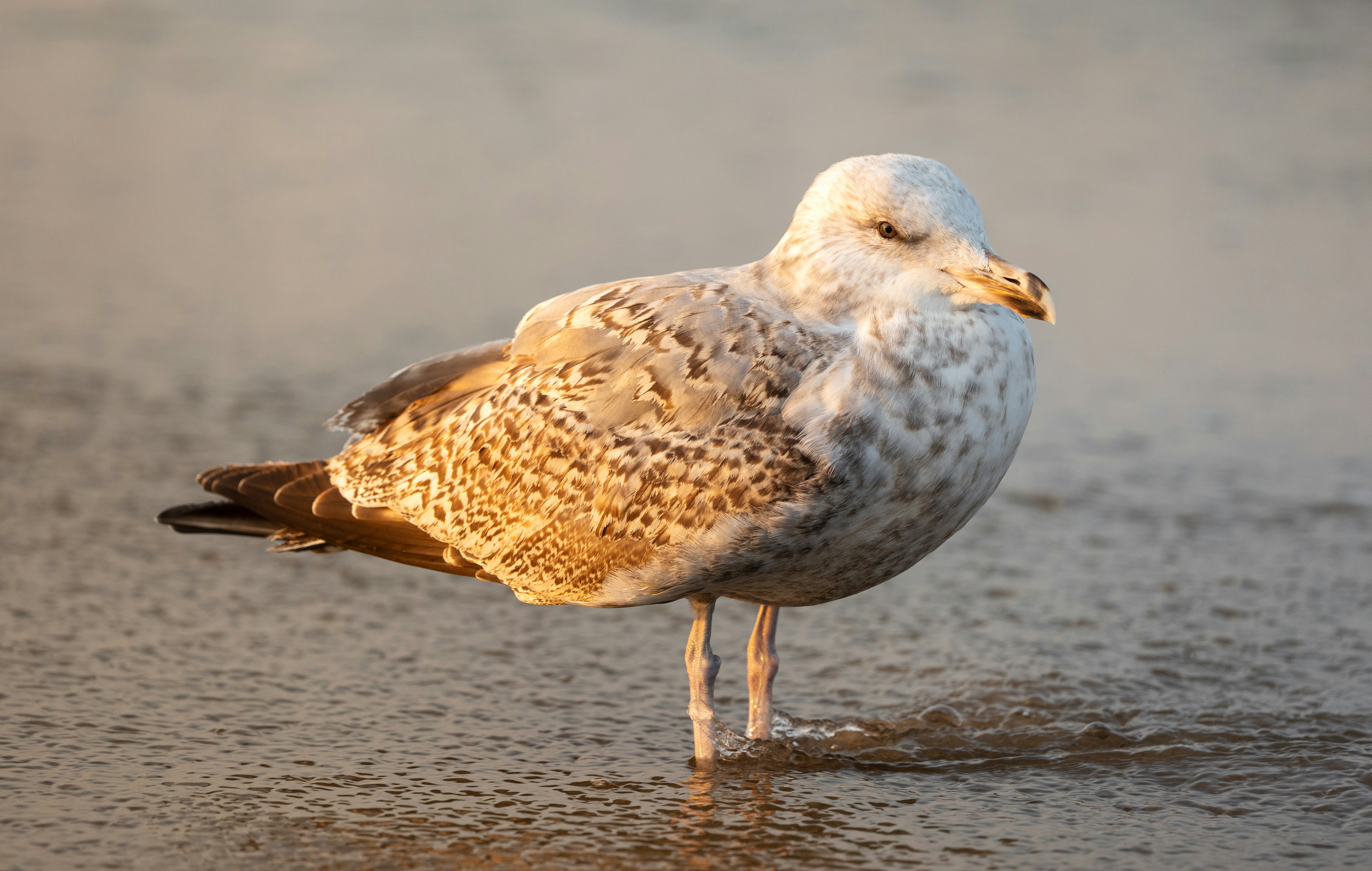 Photo by marekpiwnicki