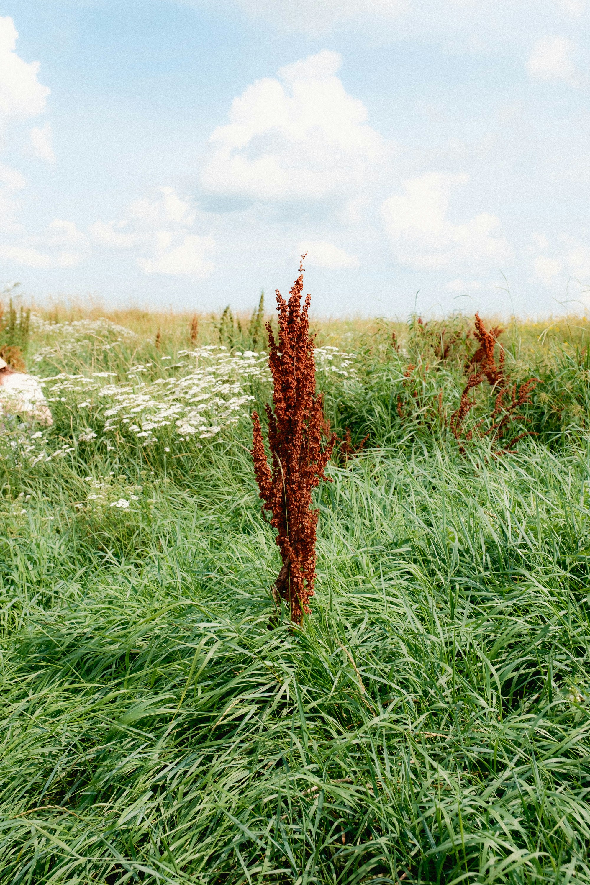 A field with a reddish plant in the middle.