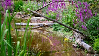 A beautiful stream flows through a lush garden.