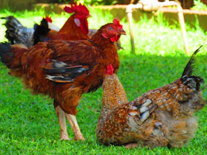 Chickens are gathered on lush green grass.
