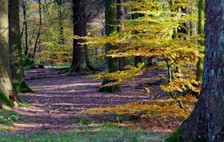 A peaceful forest scene with autumn colors.