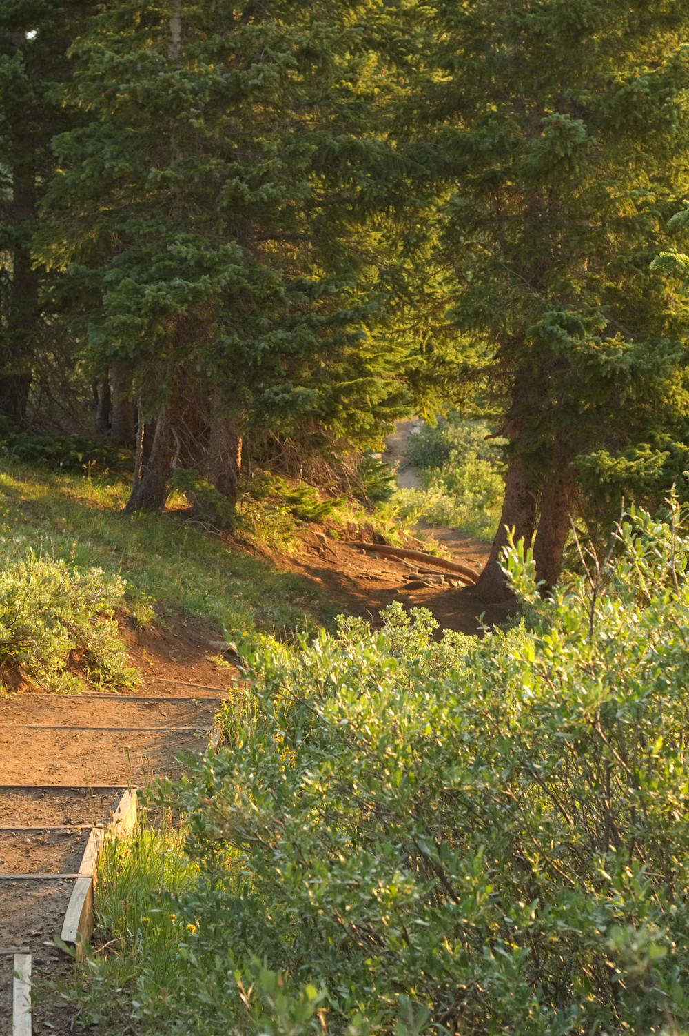 A forest path leading into golden sunlight — moving forward at your own pace