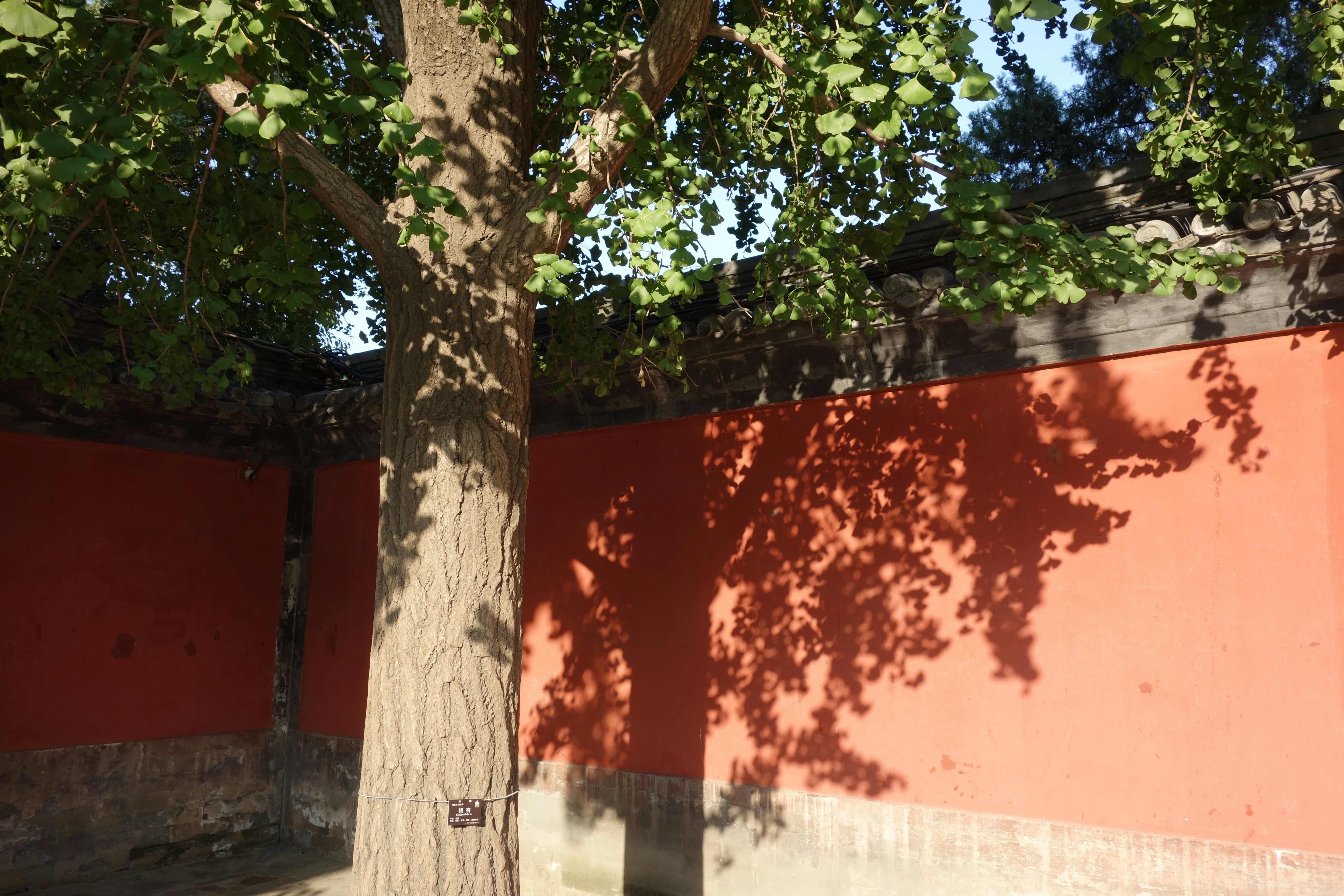 Un árbol proyecta una sombra sobre una pared roja.