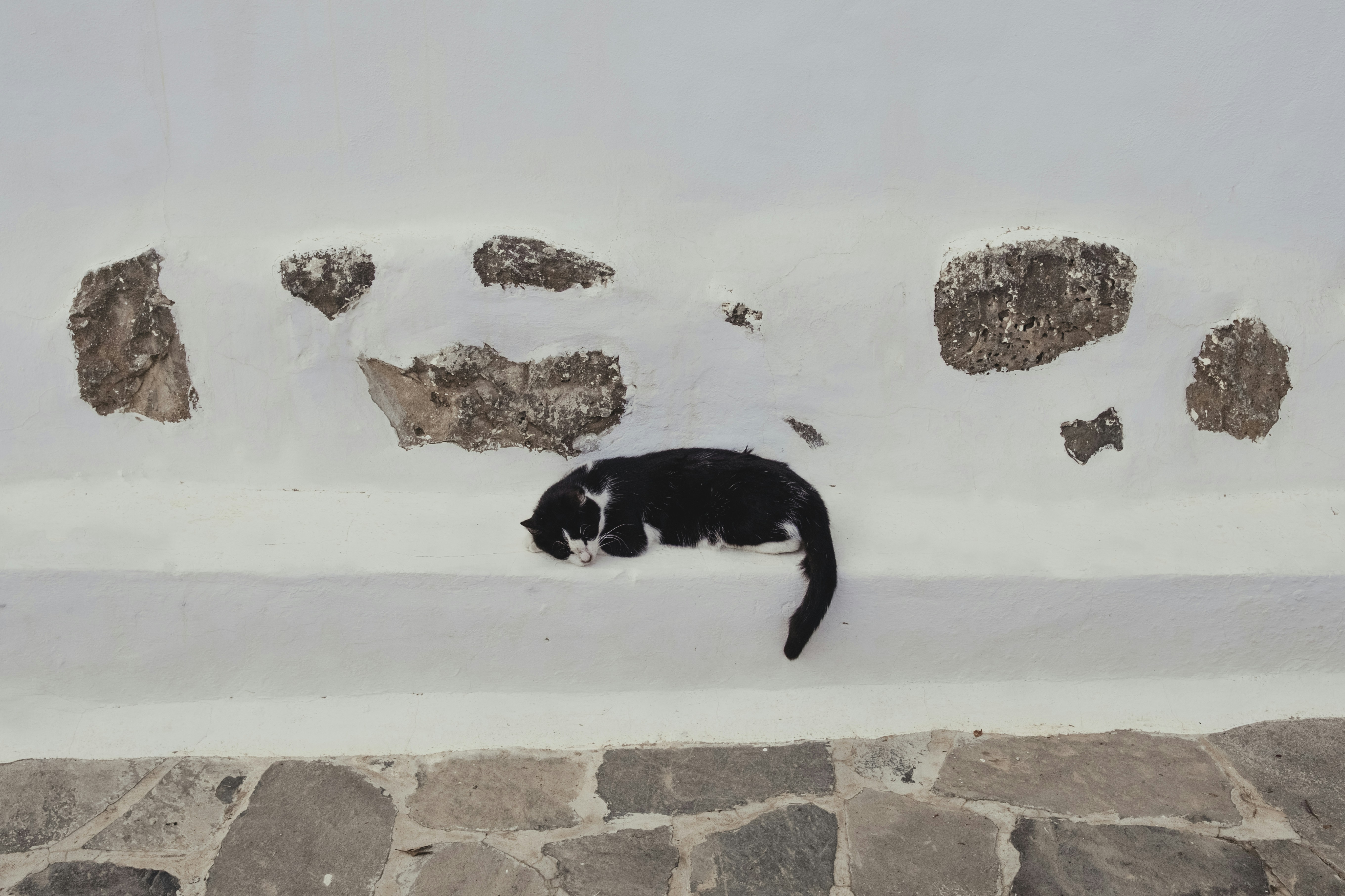 7 Cat Wall Bridges That Create Seamless Room Flow