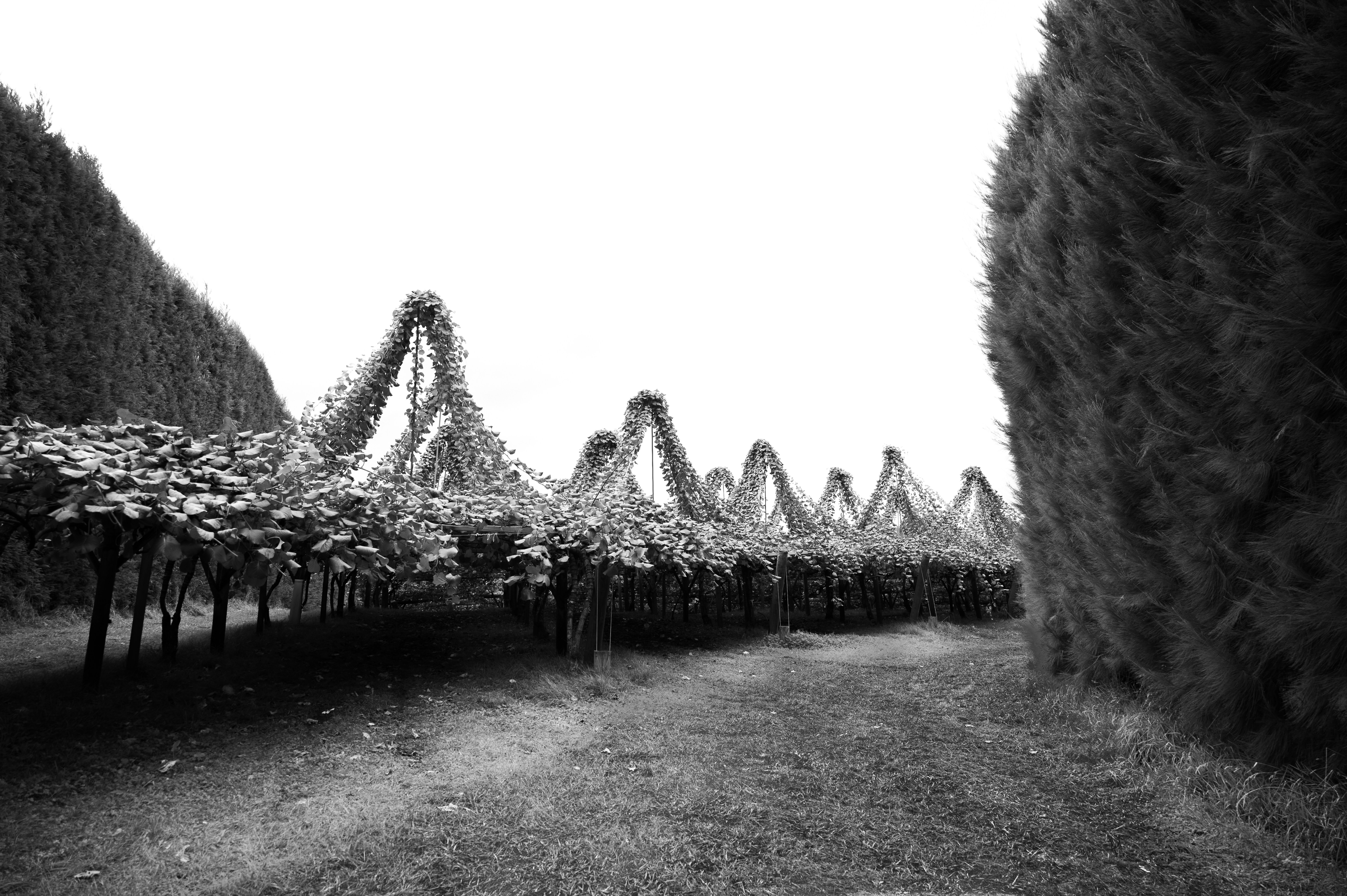 Grape vines grow in a field between tall hedges.