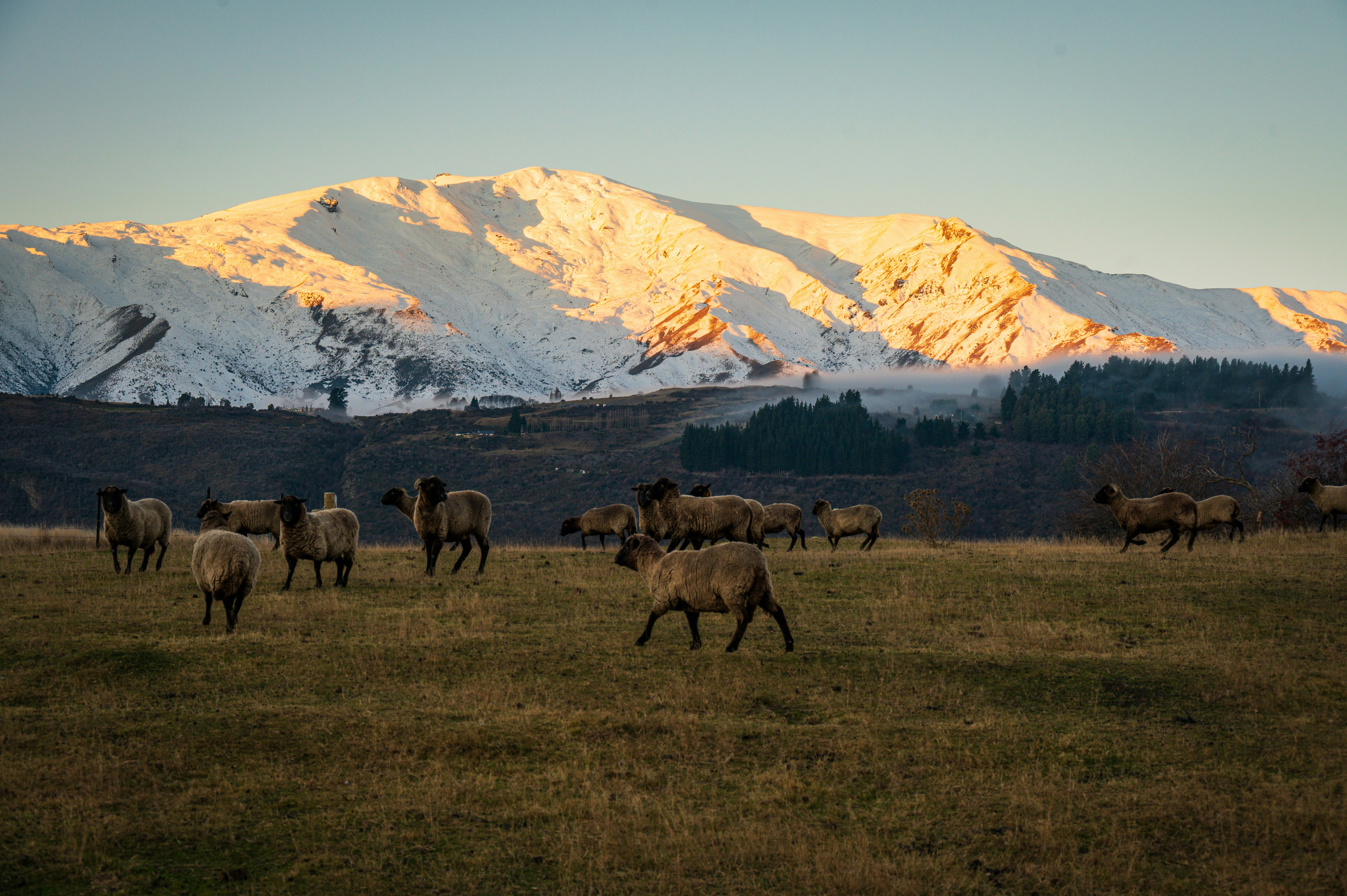 Sheep graze in front of a snow-capped mountain.
