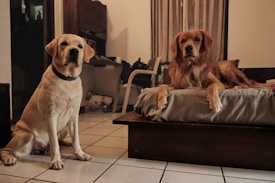 Deux chiens tranquilles à la garderie