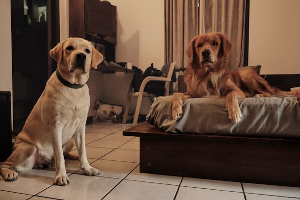 Deux chiens tranquilles à la garderie