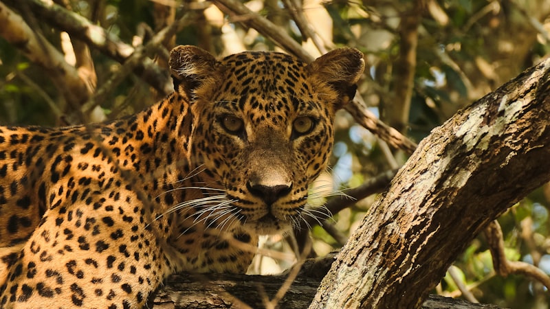 Leopardo en árbol en Yala