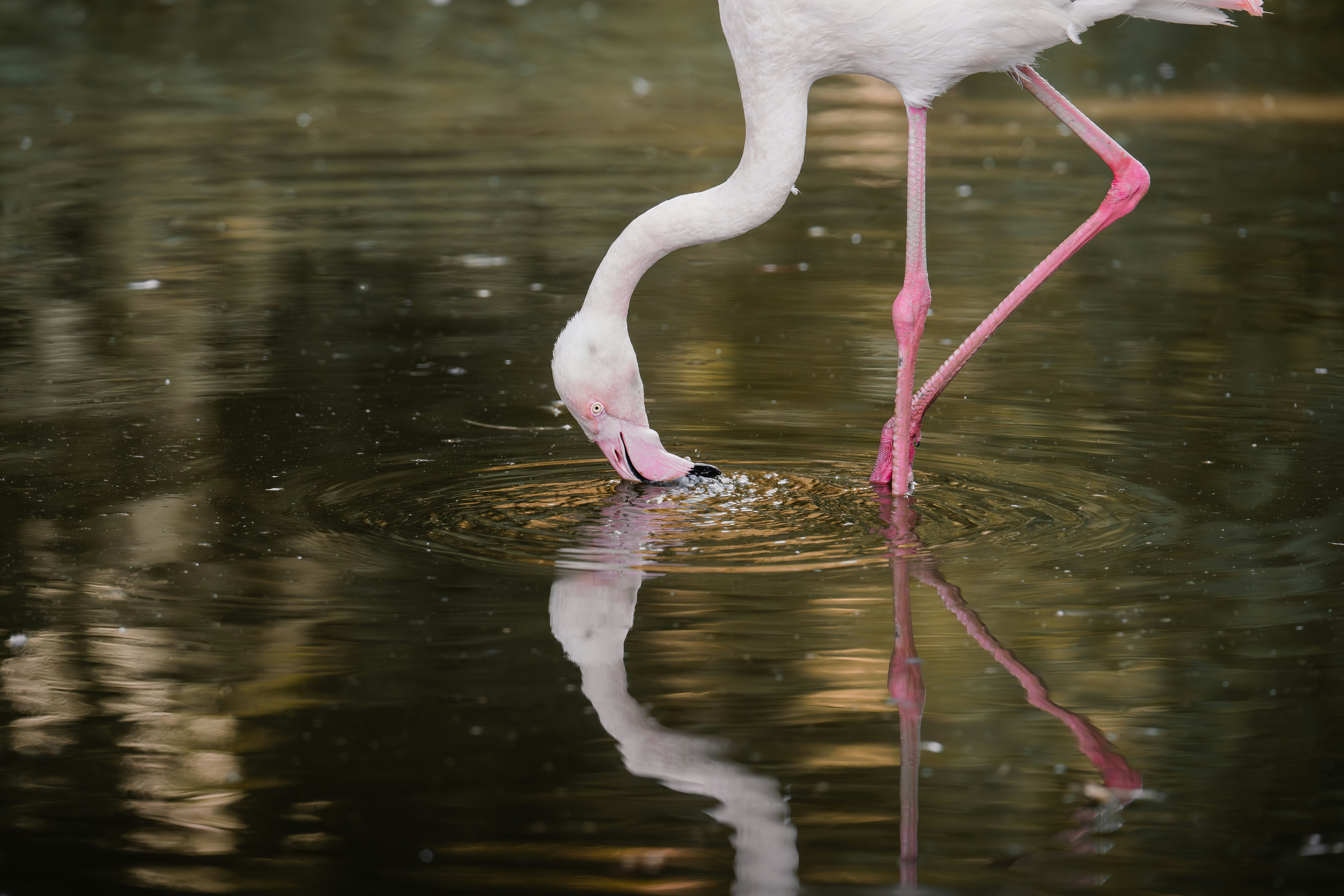 Photo by ahmetyuksek