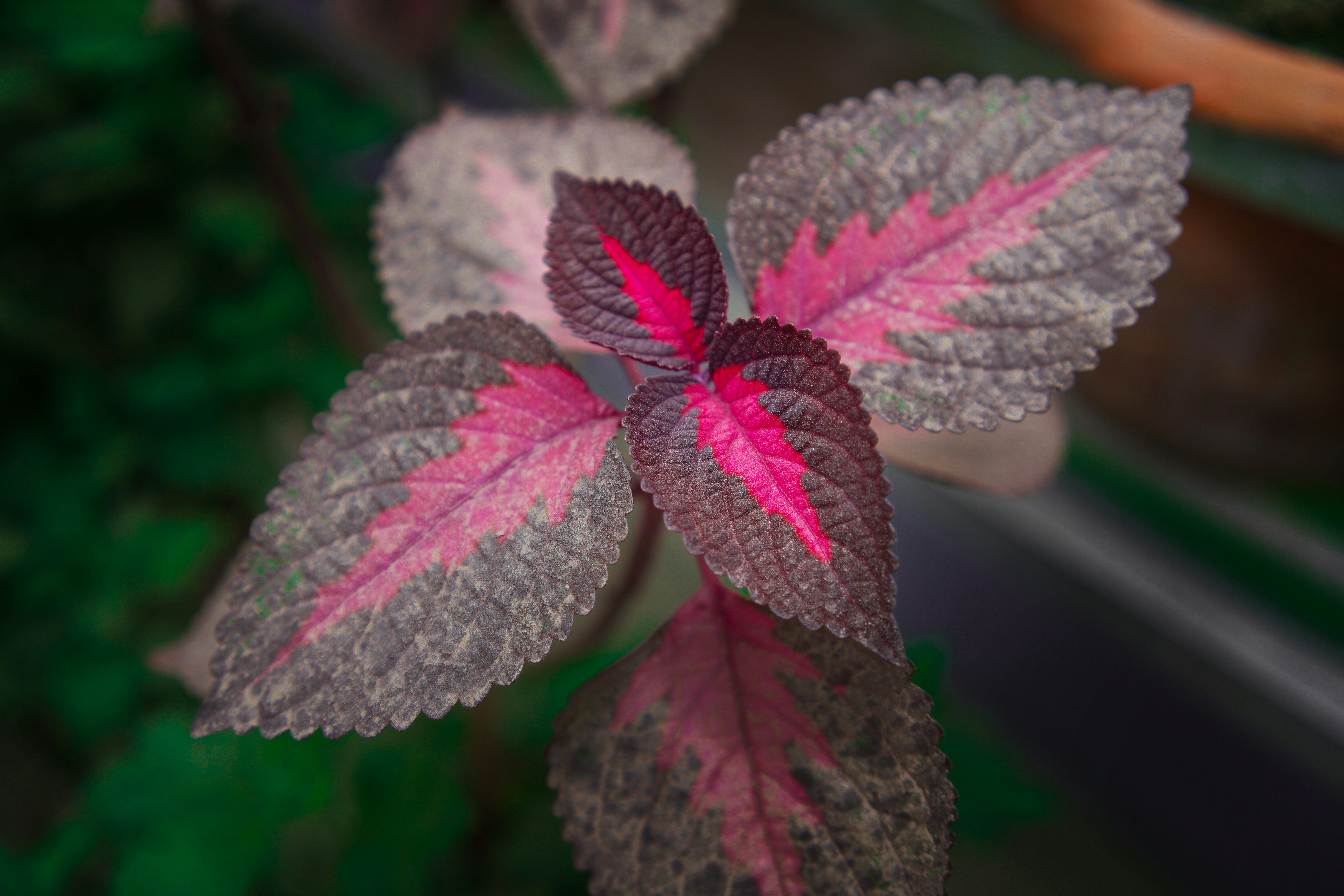 Colorful plant leaves with vibrant pink veins.