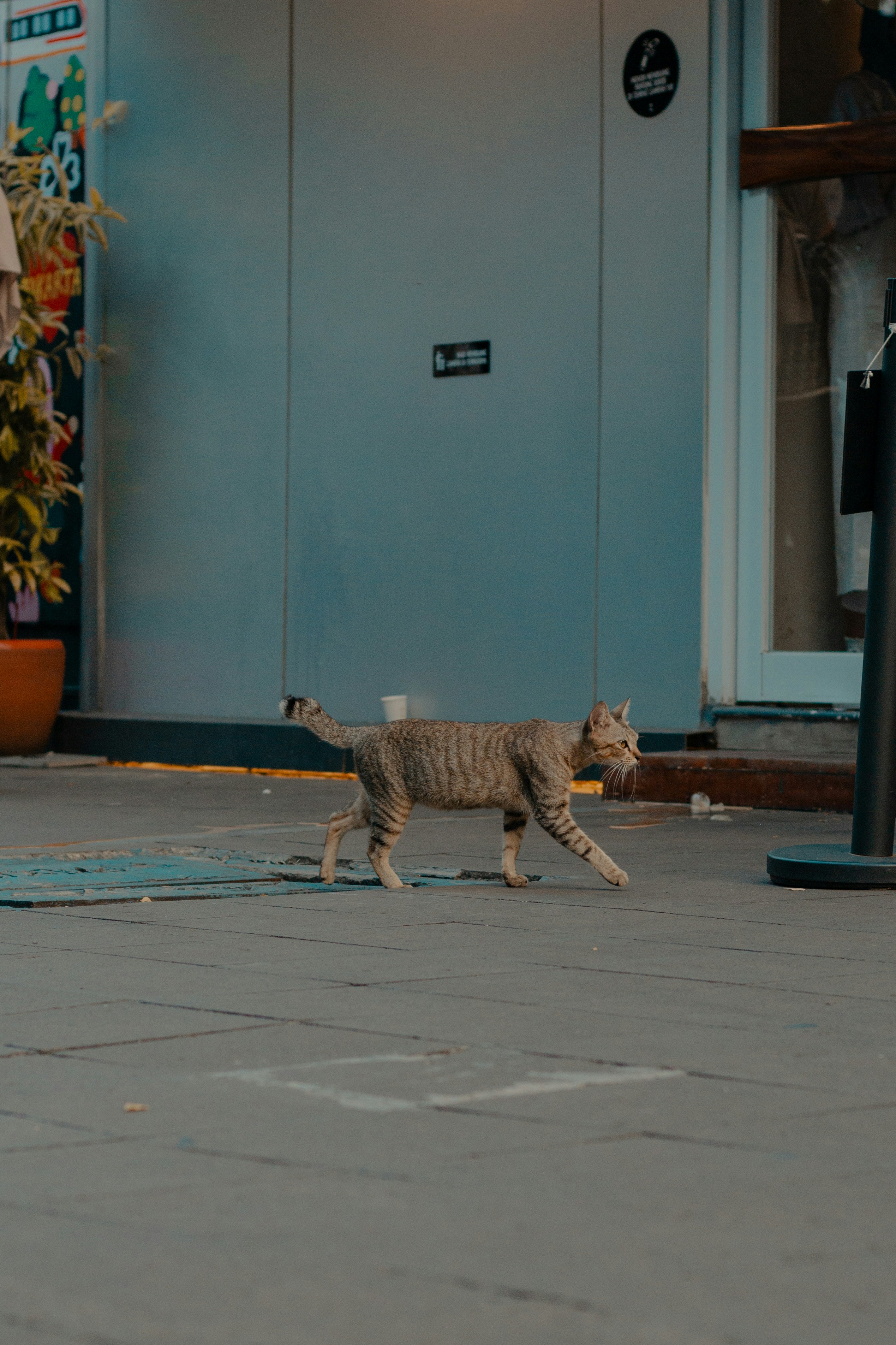 A cat walks on a sidewalk.