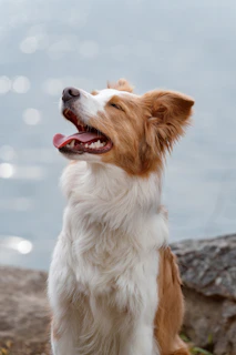 A happy dog enjoys the sunshine.