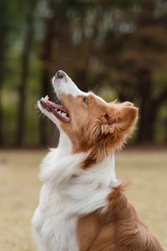 A brown and white dog looks upward.
