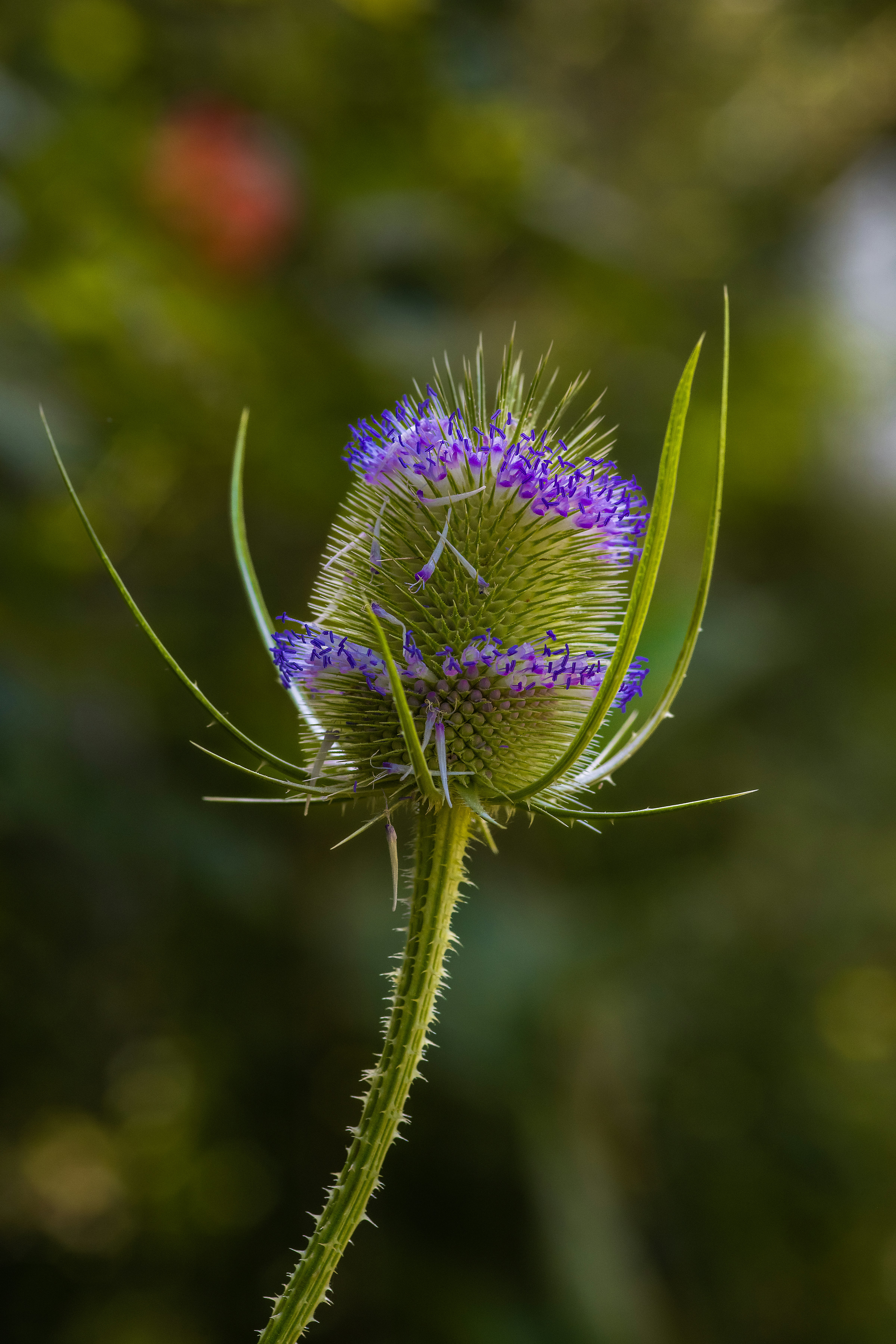 Photo by siegfriedpoepperl