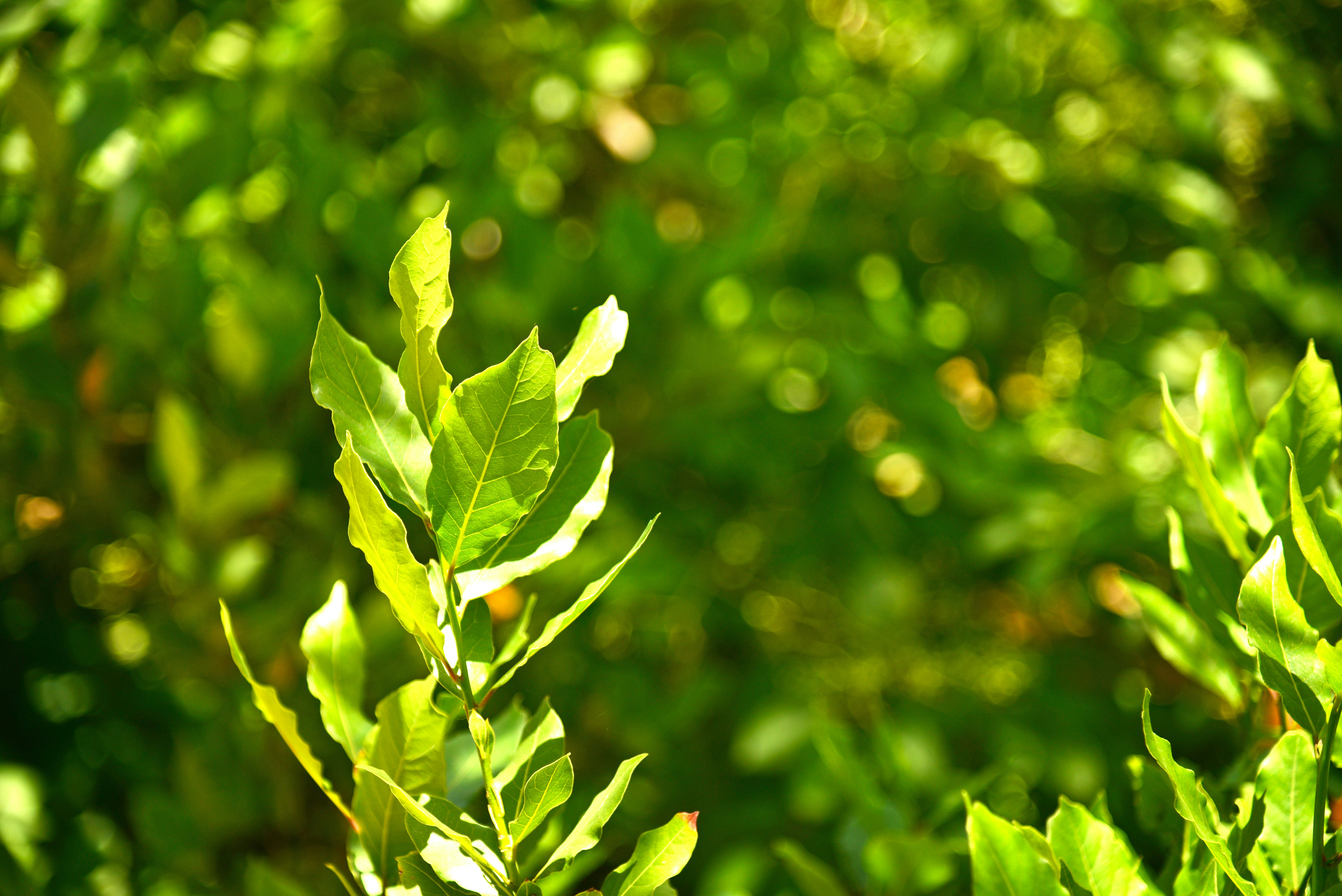 Green leaves fill the sunlight.