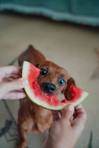 Dog happily enjoys a slice of watermelon.