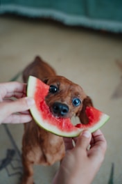Dog happily enjoys a slice of watermelon.