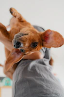 Dog being held up, looking happy