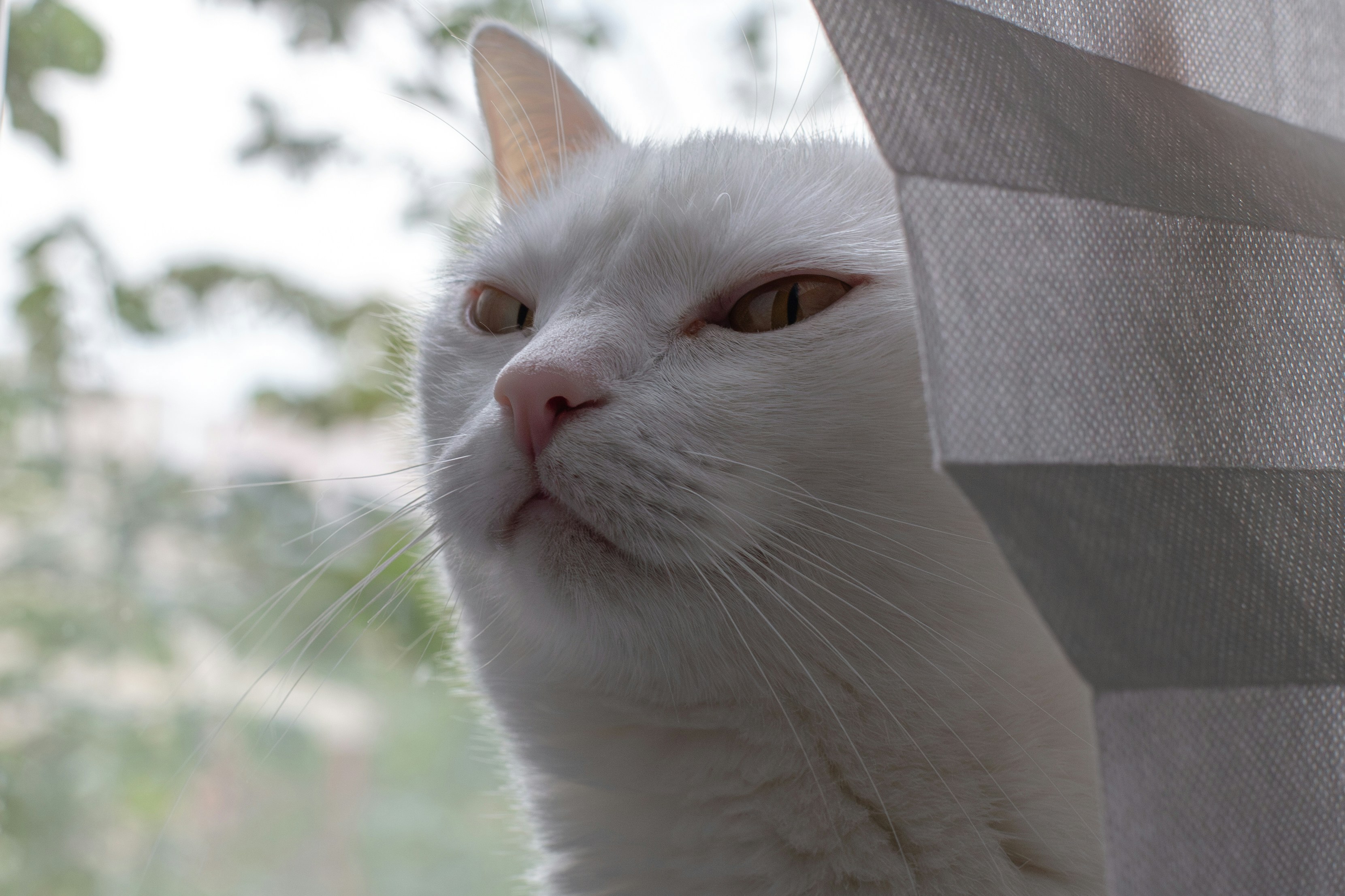 A white cat peeks out from behind curtains.
