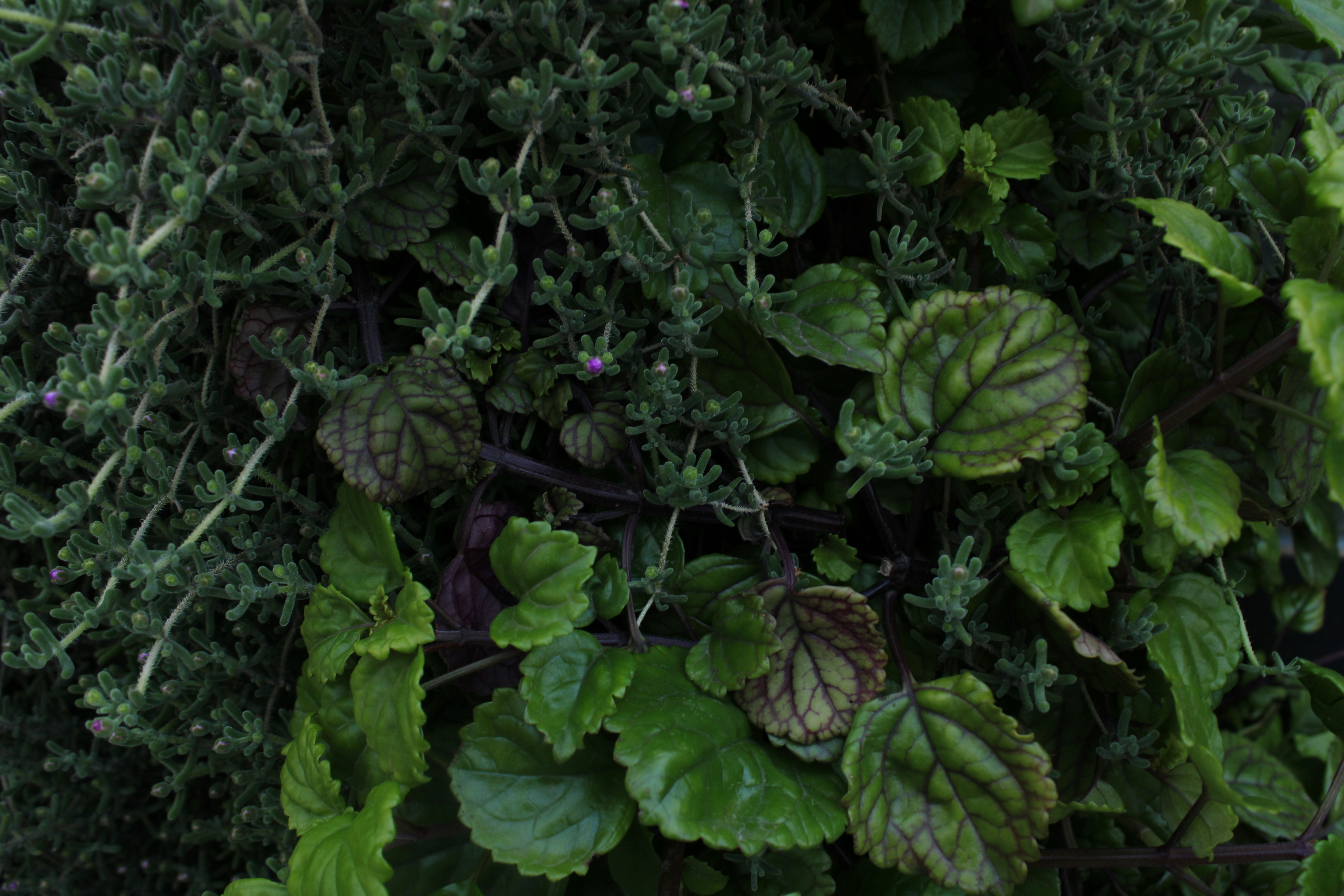 Green plants and herbs are visible.