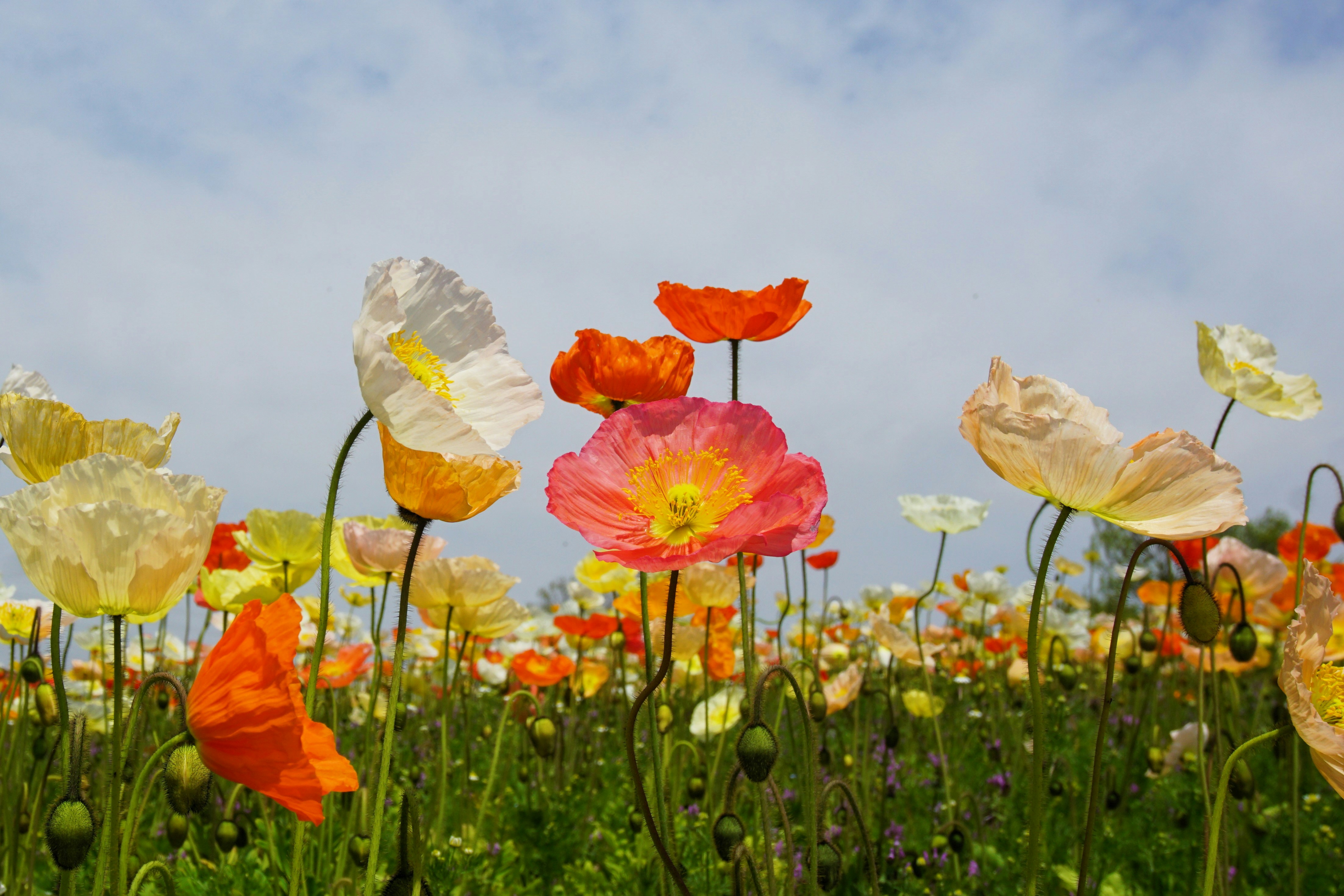 Photo by syadzasalsabyla