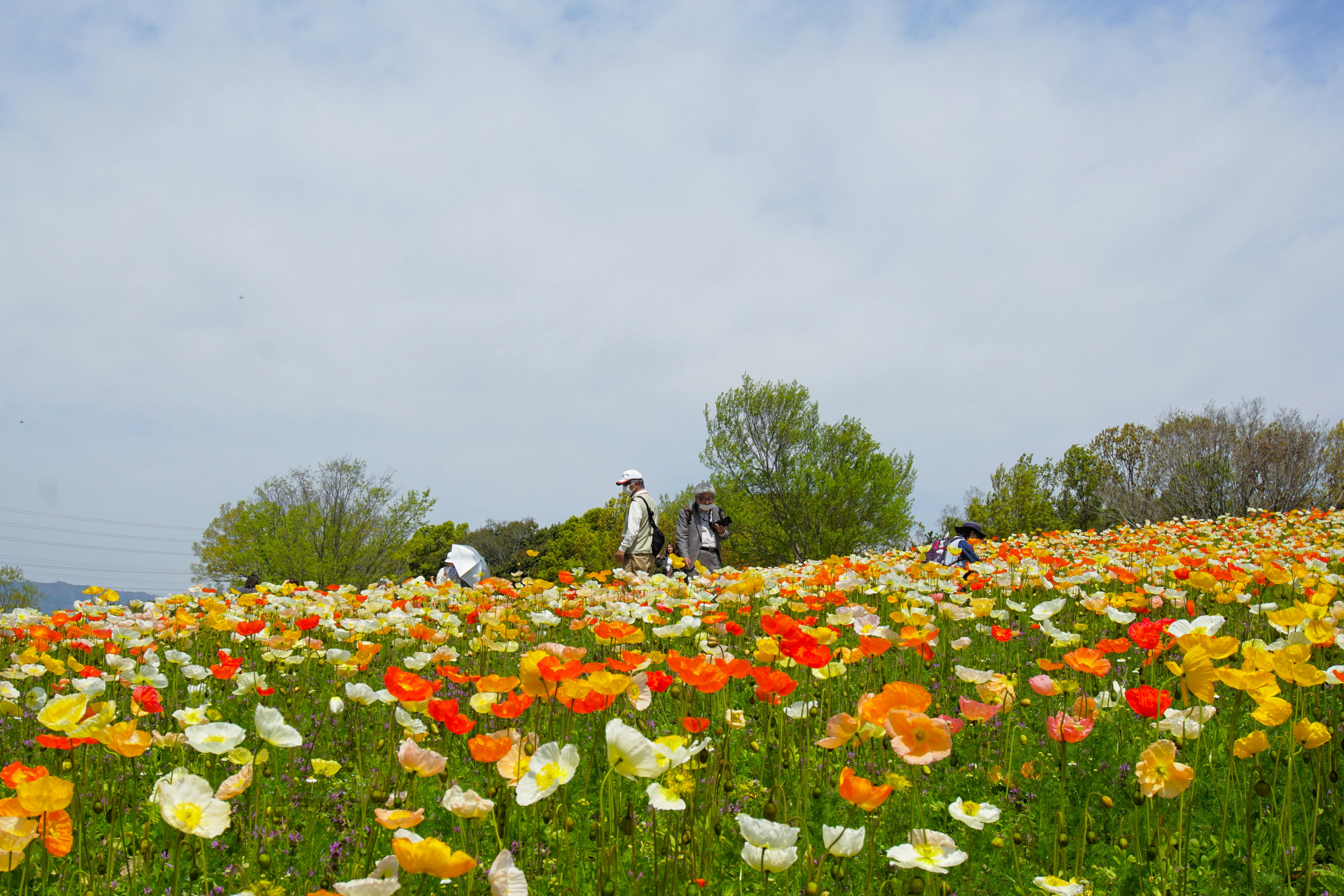 People wander through a vibrant field of colorful flowers.
