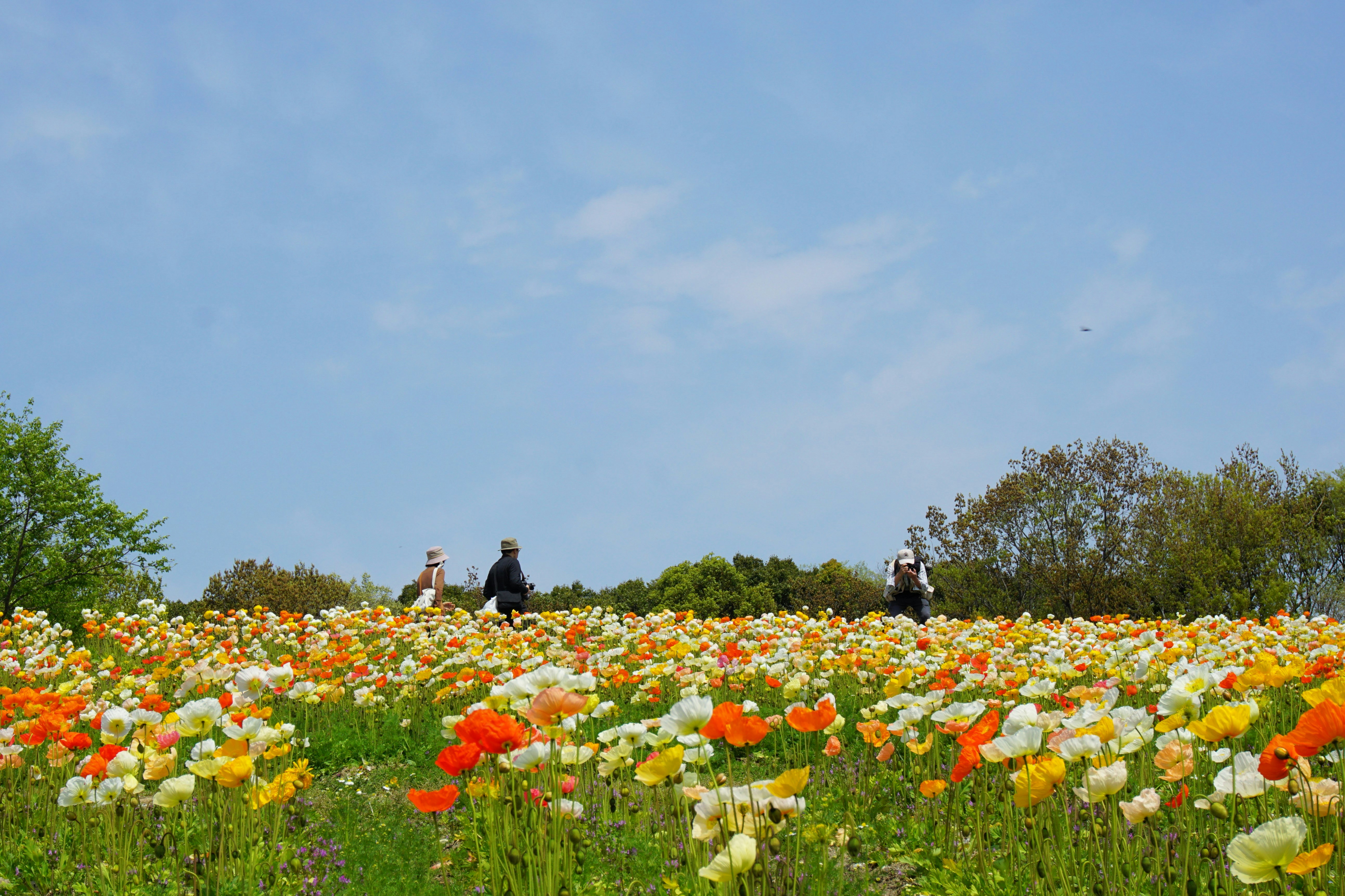 A field of colorful flowers under a blue sky.